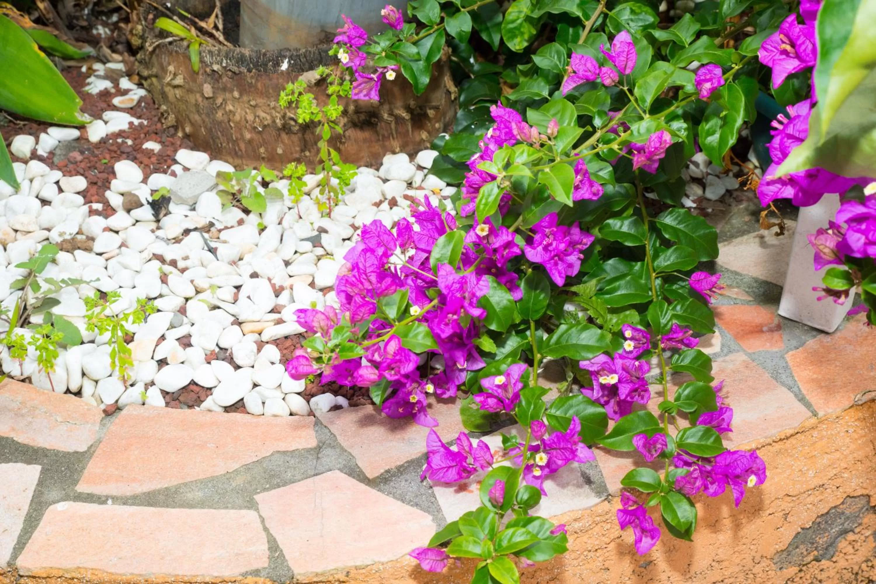 Patio in La Résidence des Caféiers - Le Tampon