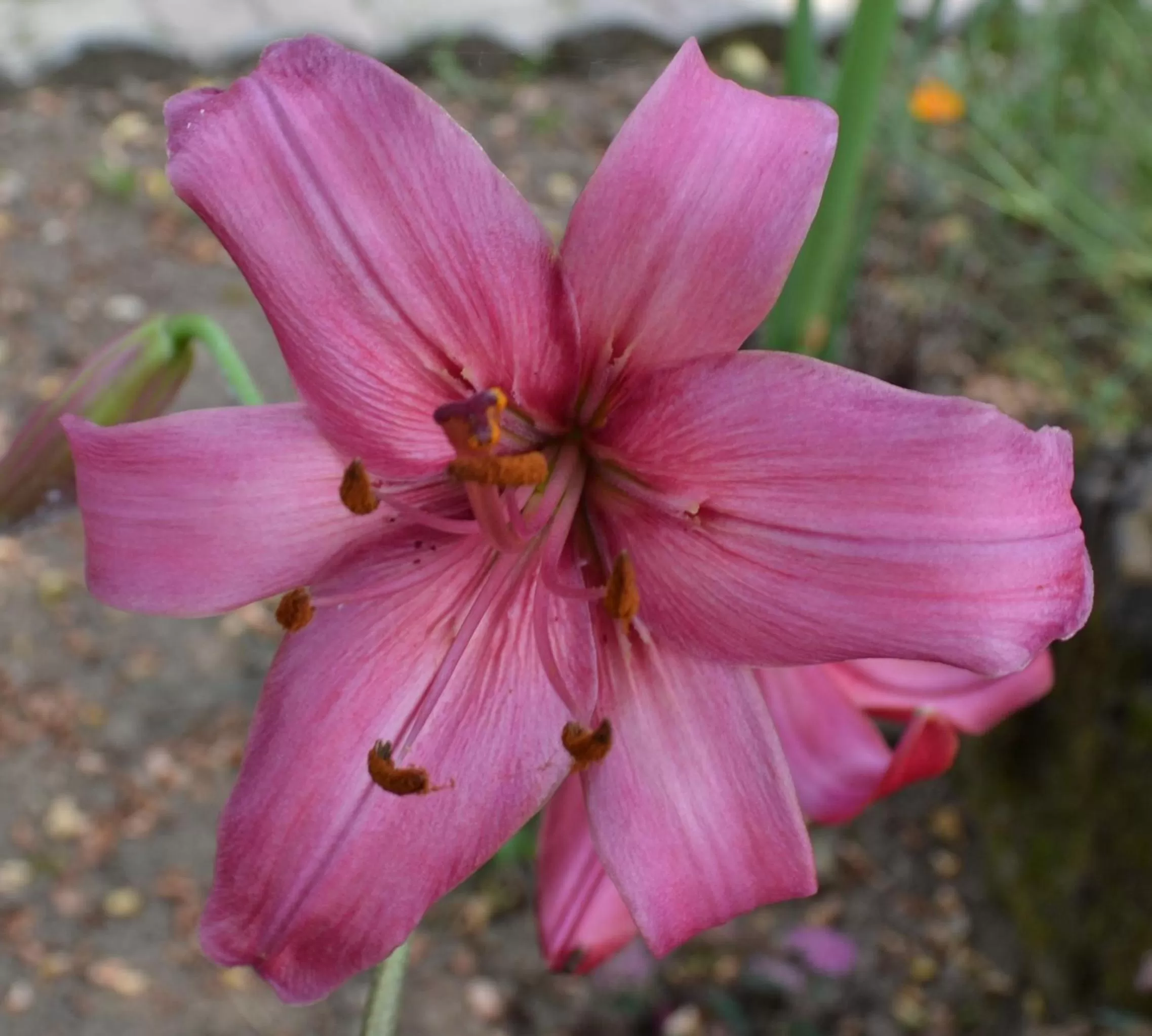 Other Animals in Les Bruyeres B&B