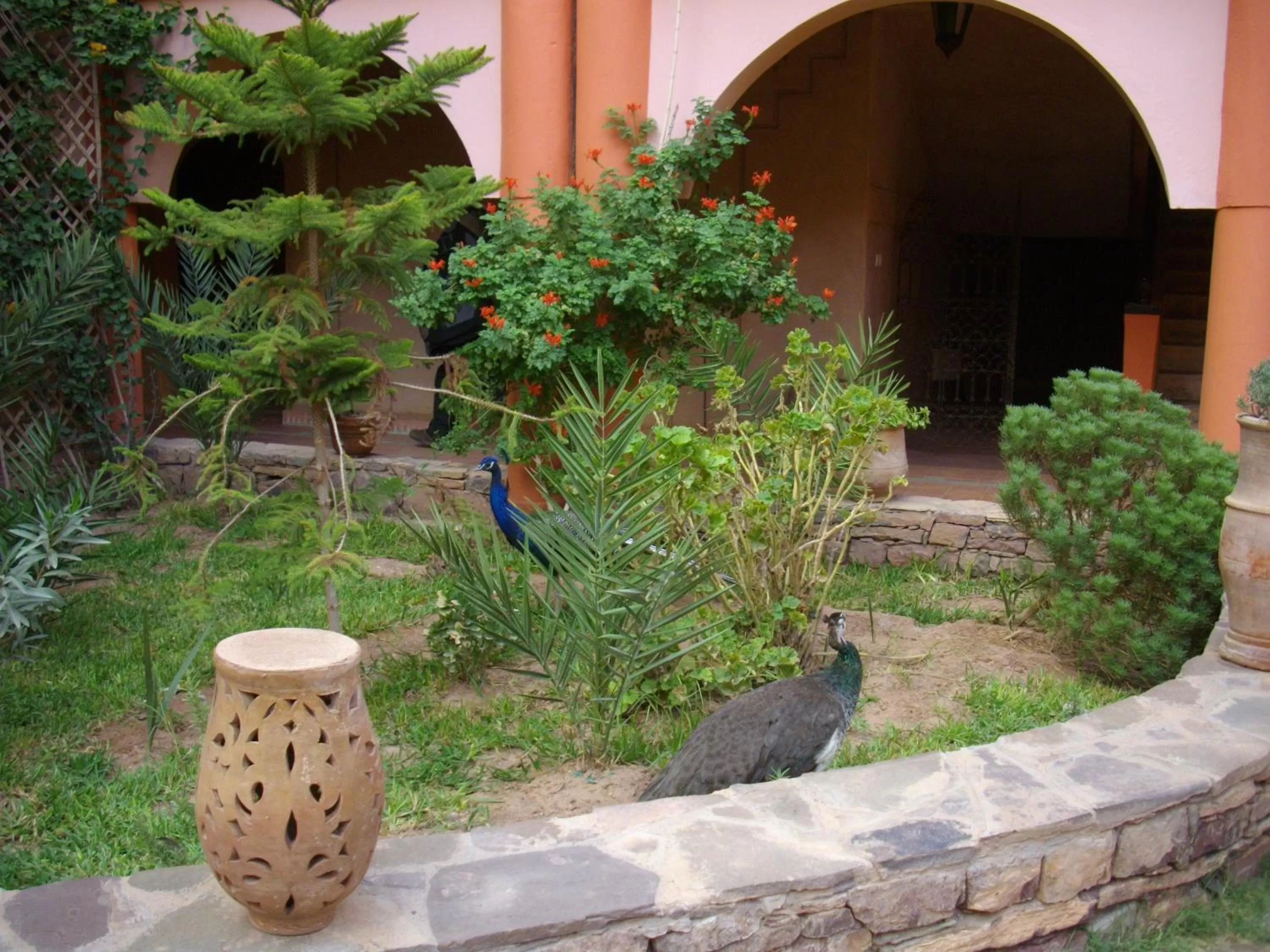 Animals in Kasbah Zitoune