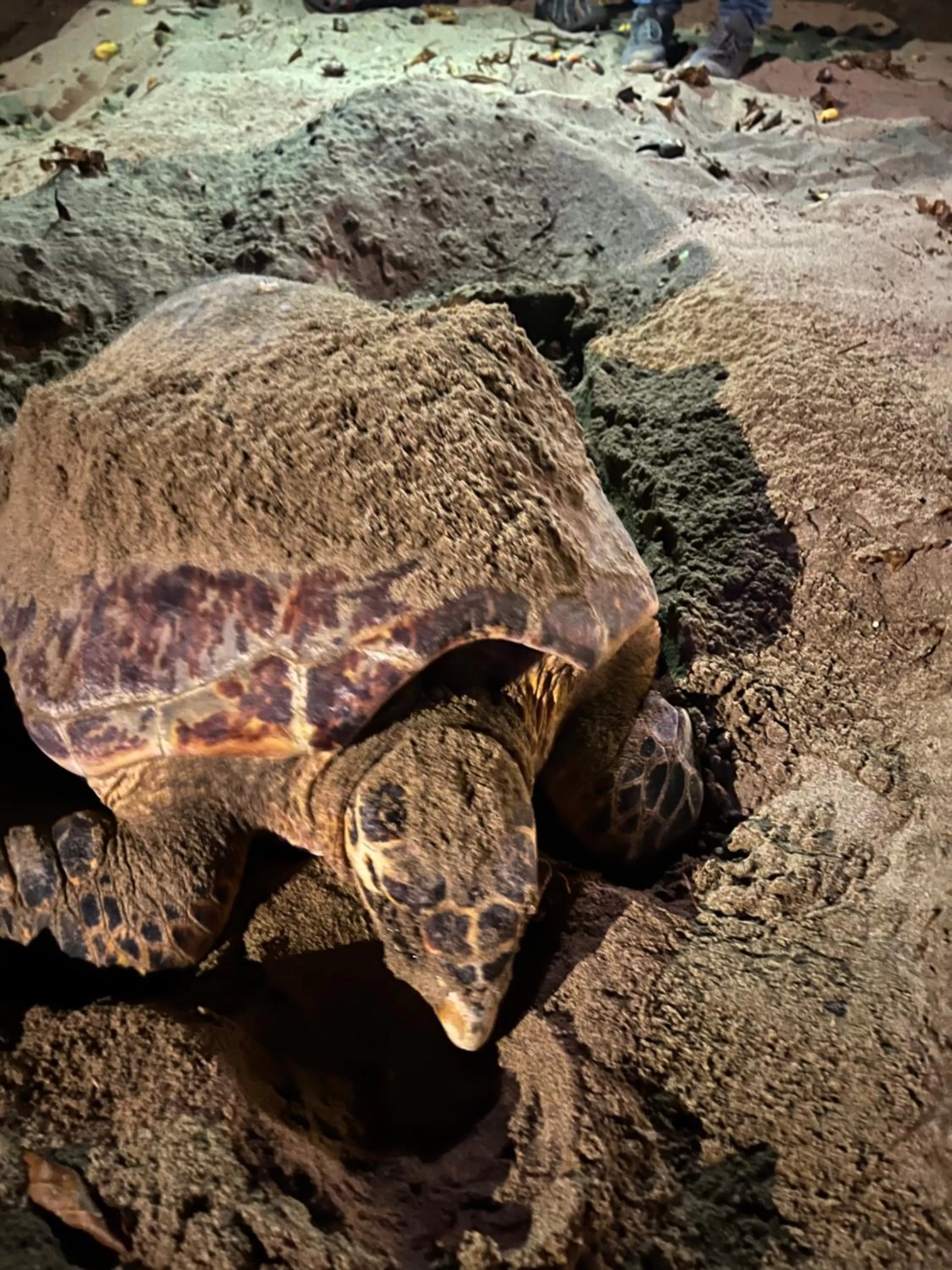 Cabarete Maravilla Eco Lodge Boutique Beach Surf Encuentro, Kite, by AA Crypto Group