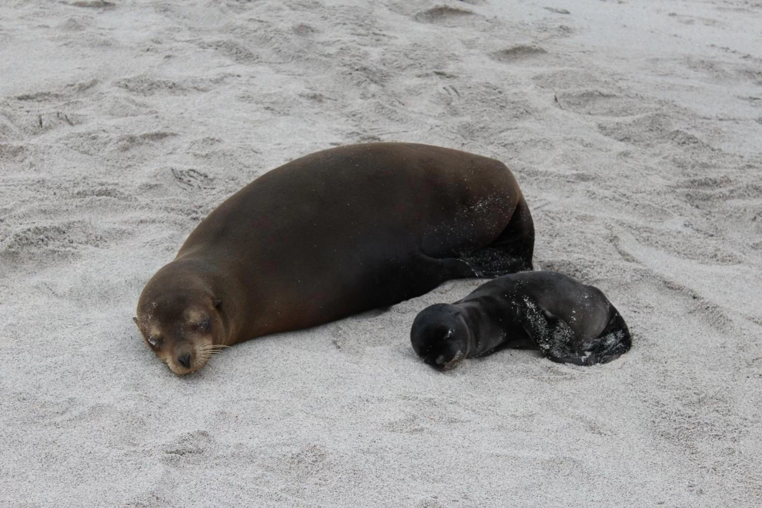 Other Animals in Hostal Cabañas Don Jorge
