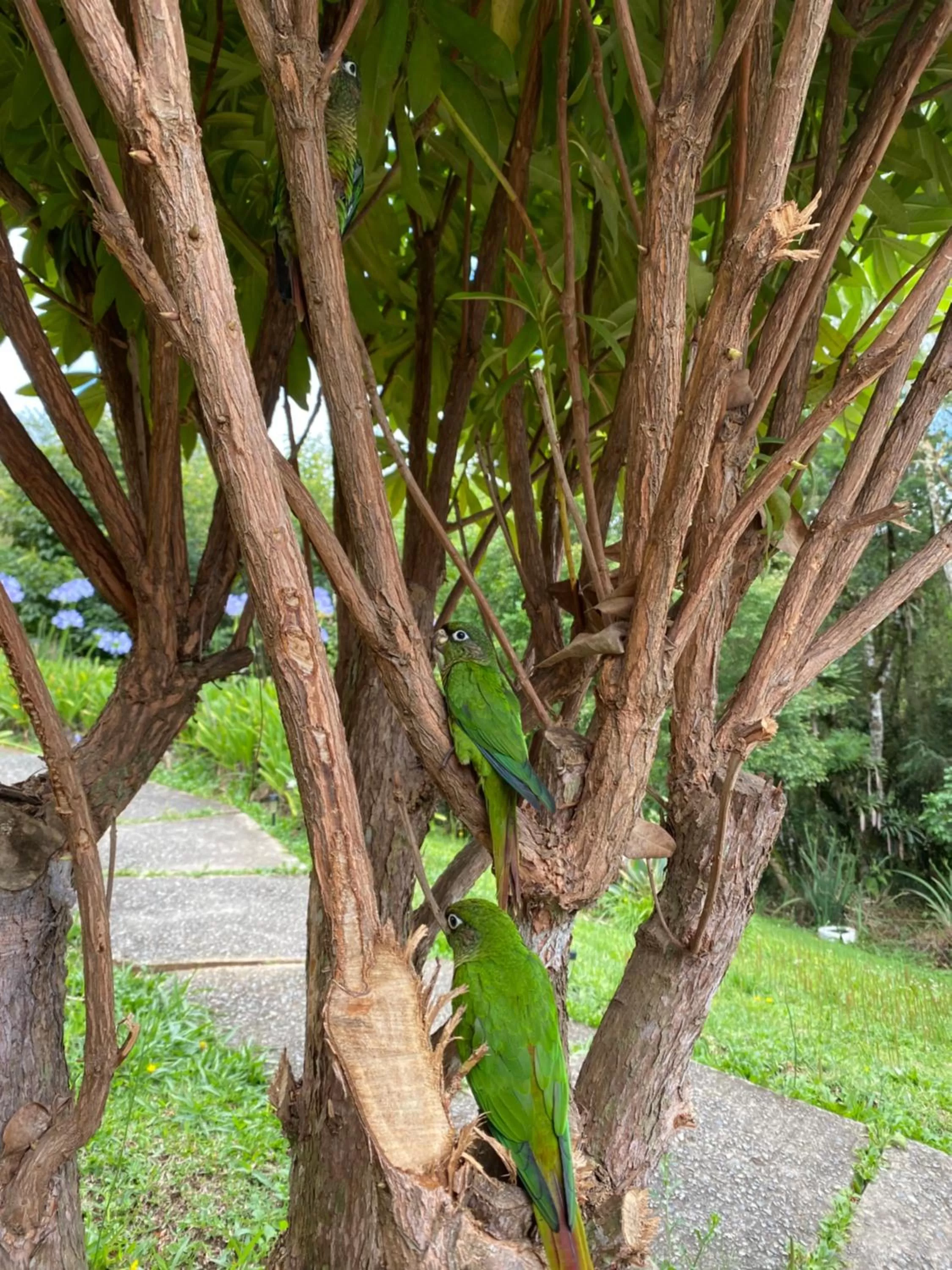 Garden in Chalés 3 Pinheiros