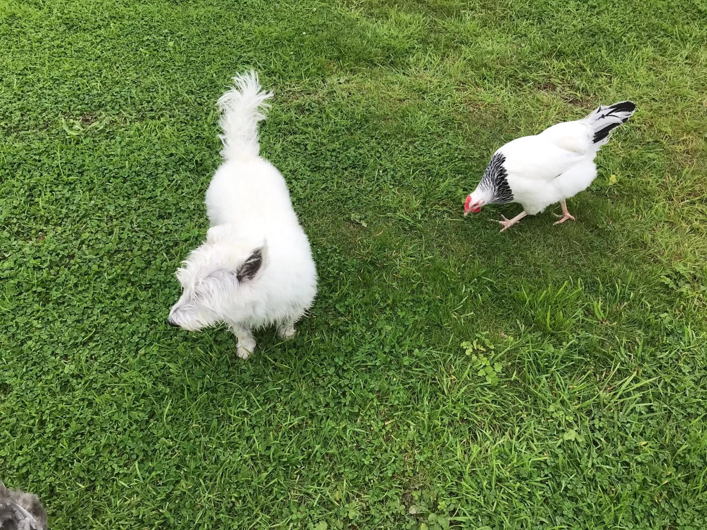 Pets in Jacquie's B&B -Dumfries-Room with a view - hot tub