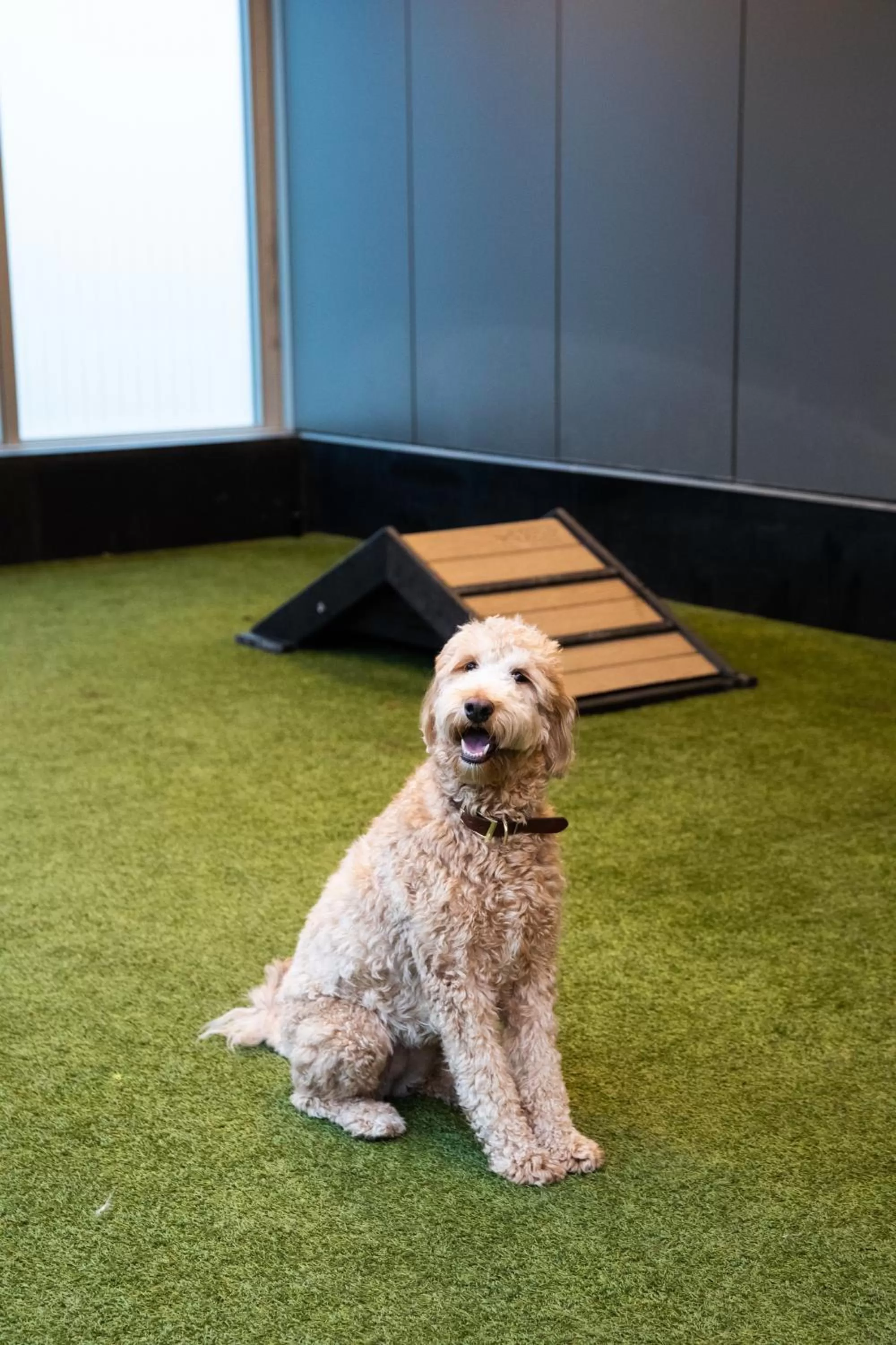 Pets in Level Chicago - Old Town