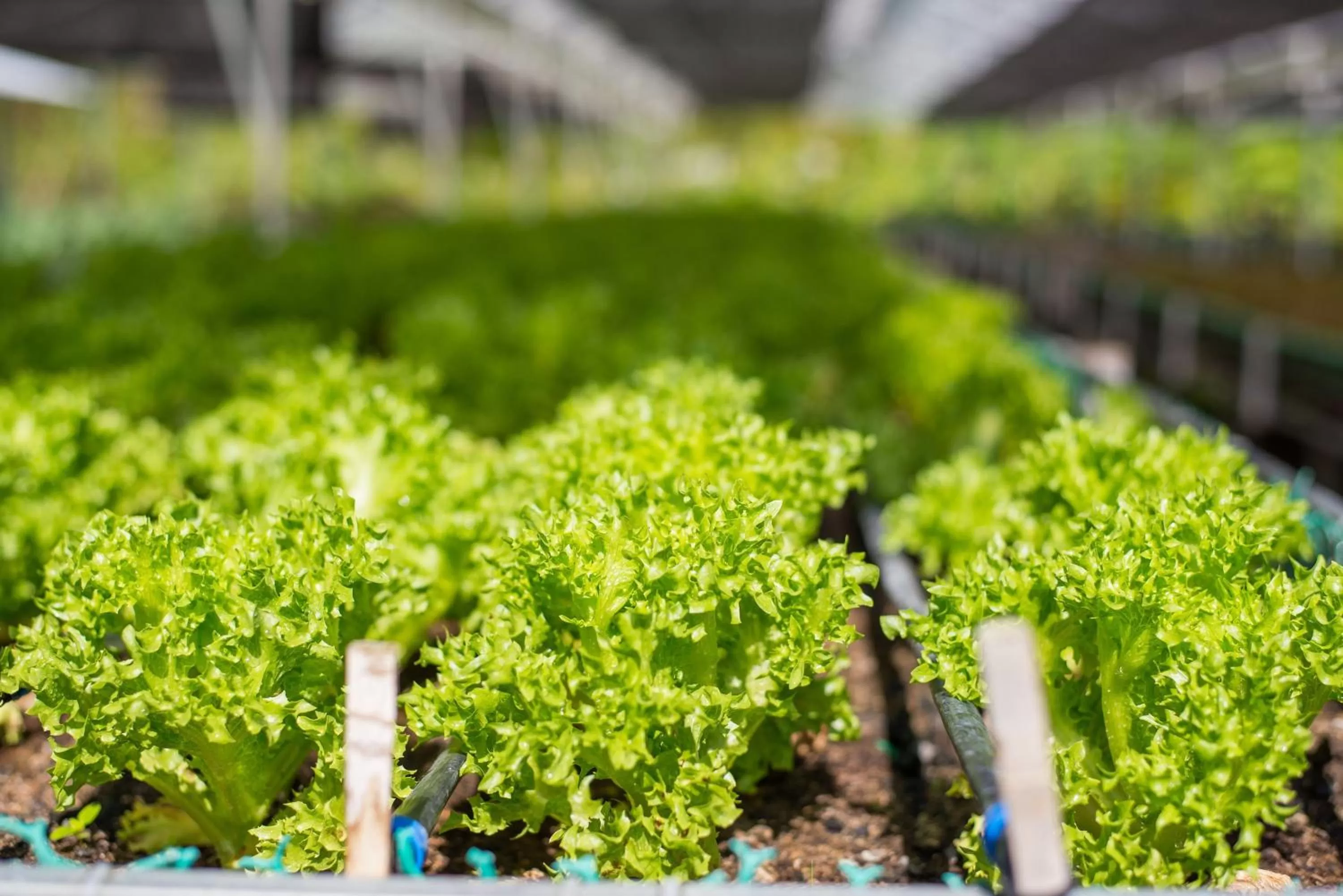 Garden in ThaiLife Wellness & Meditation Resort- SHA Plus