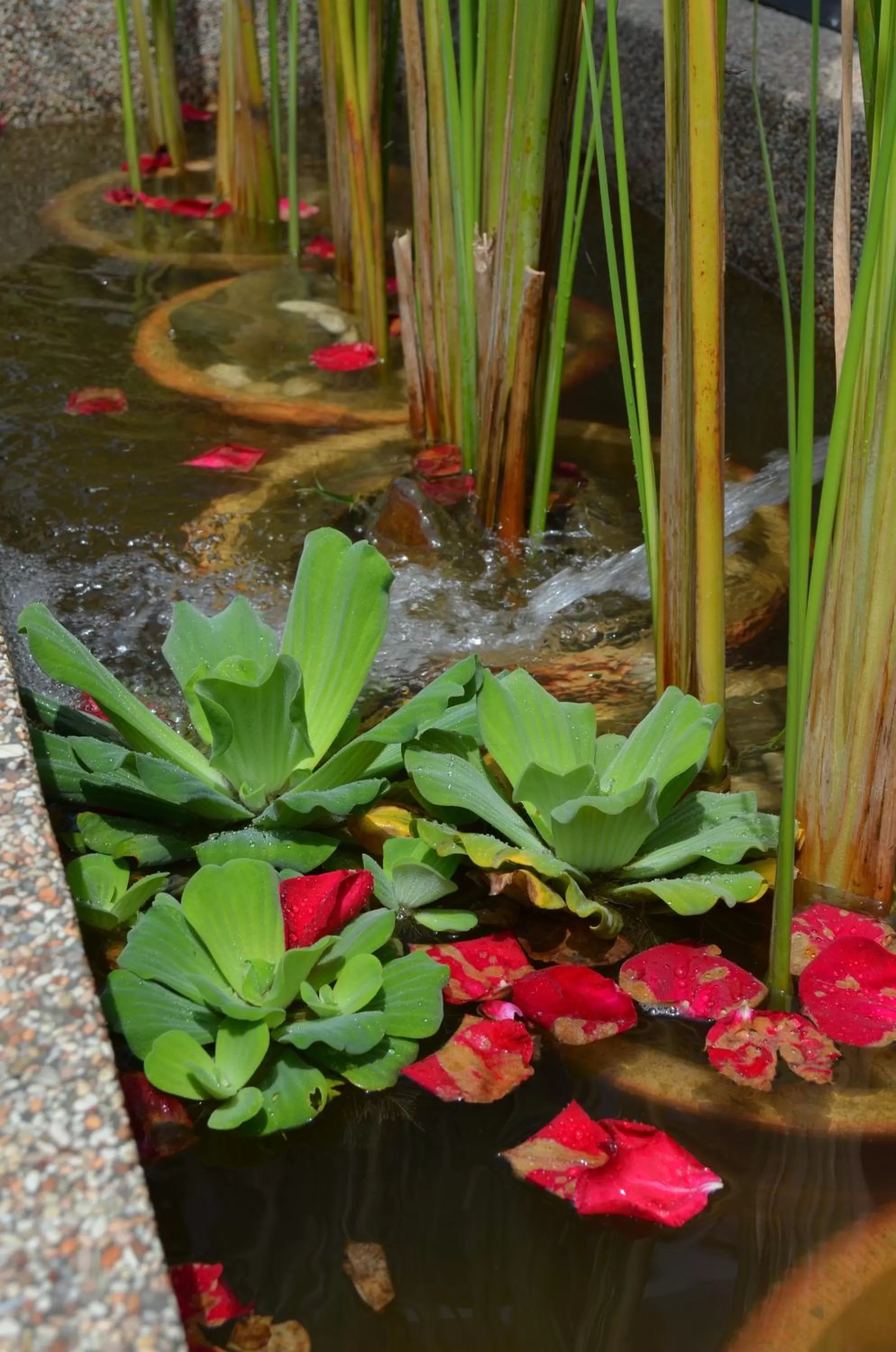 Area and facilities in Hotel Asia