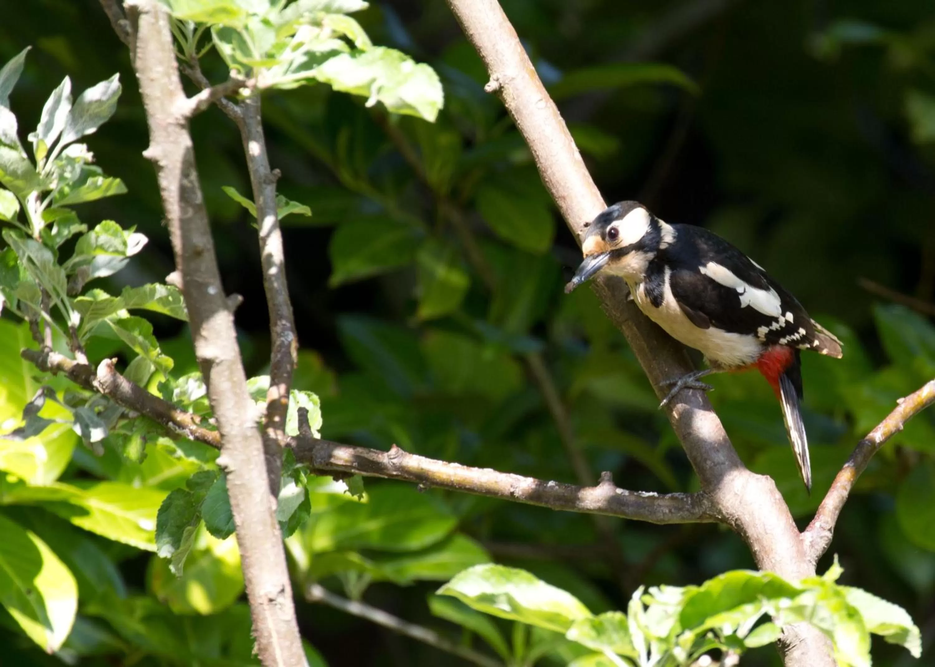 Animals in Brambles Bed and Breakfast