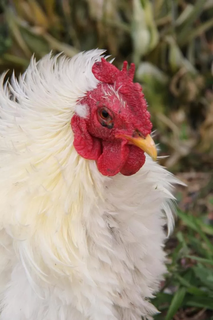Animals in Rainbow Ridge Farms