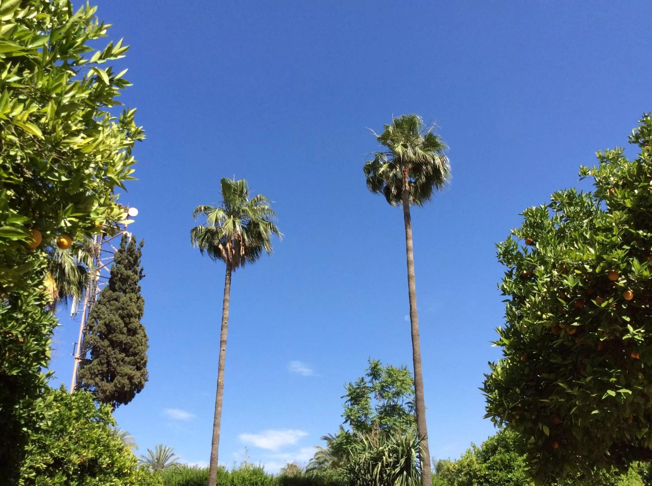 Garden in Chems Hotel