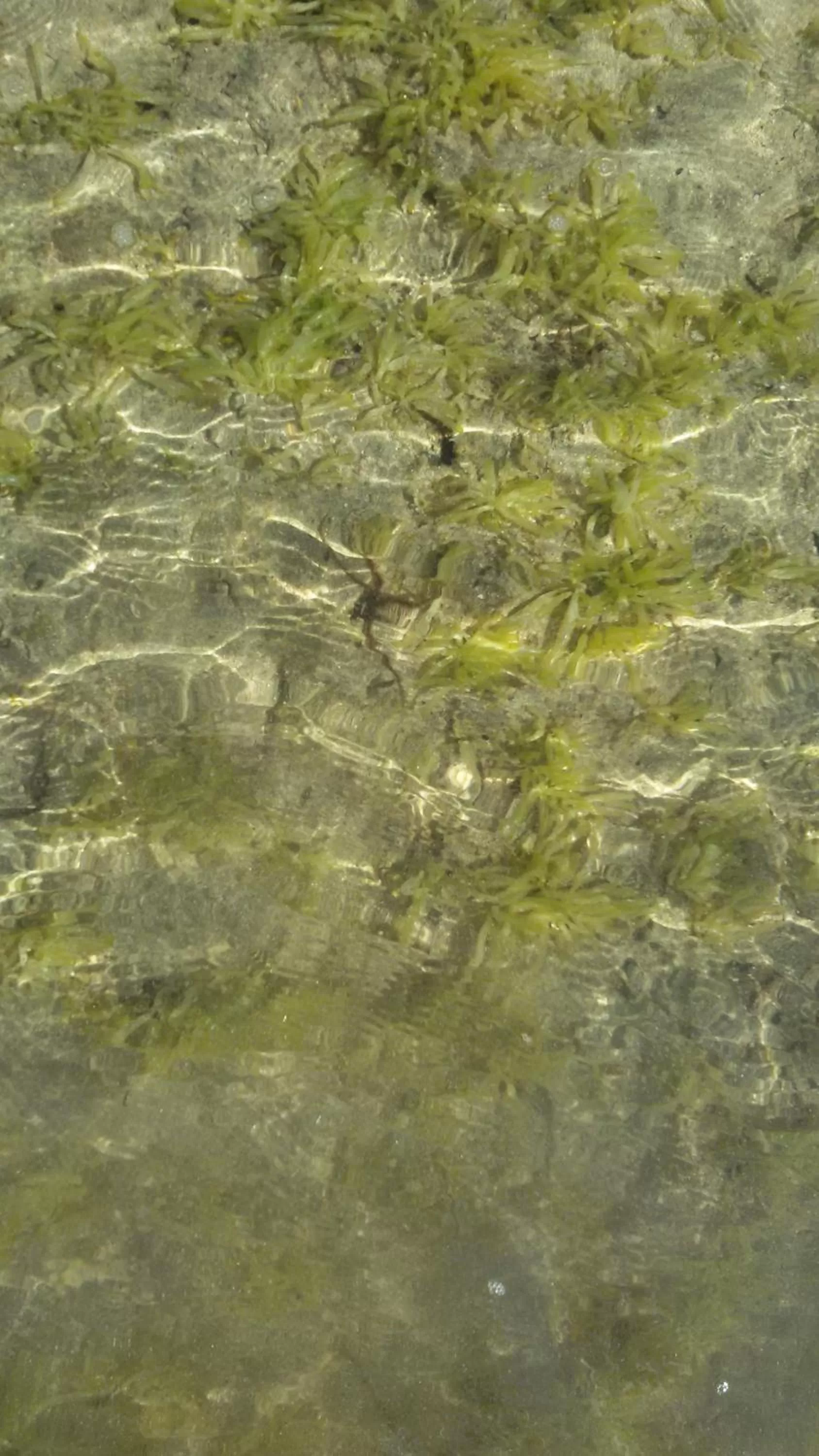 Beach, Other Animals in Bahari Pori Resort