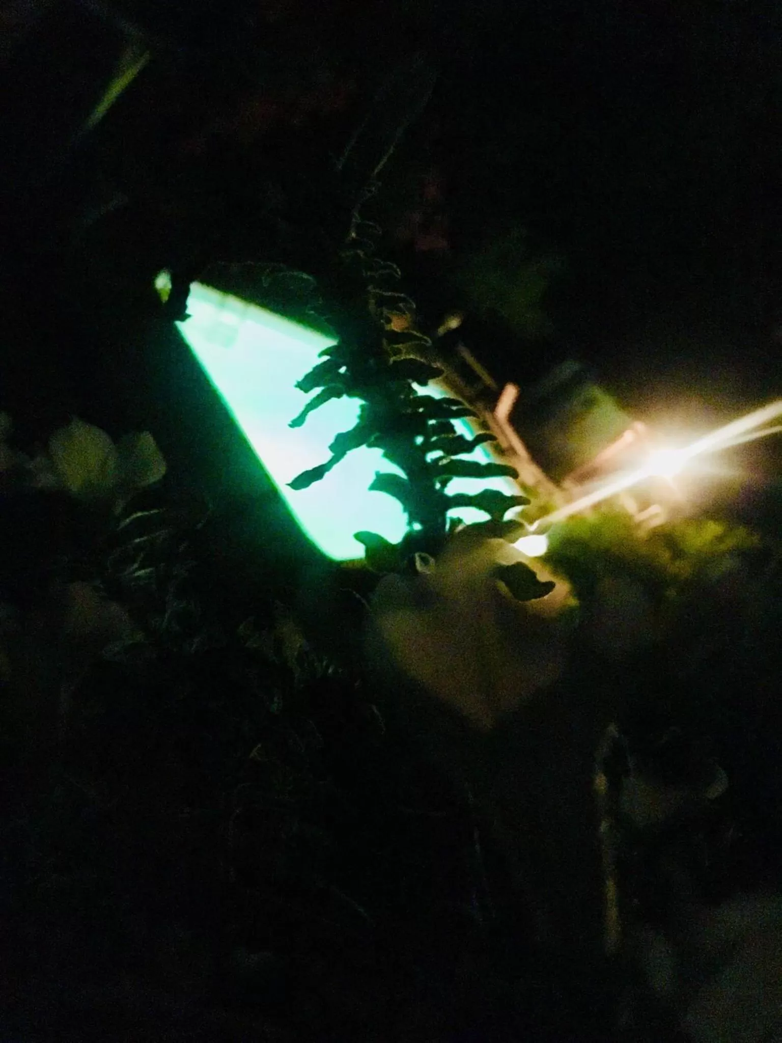 Rossella alla Villarella dei Tulipani