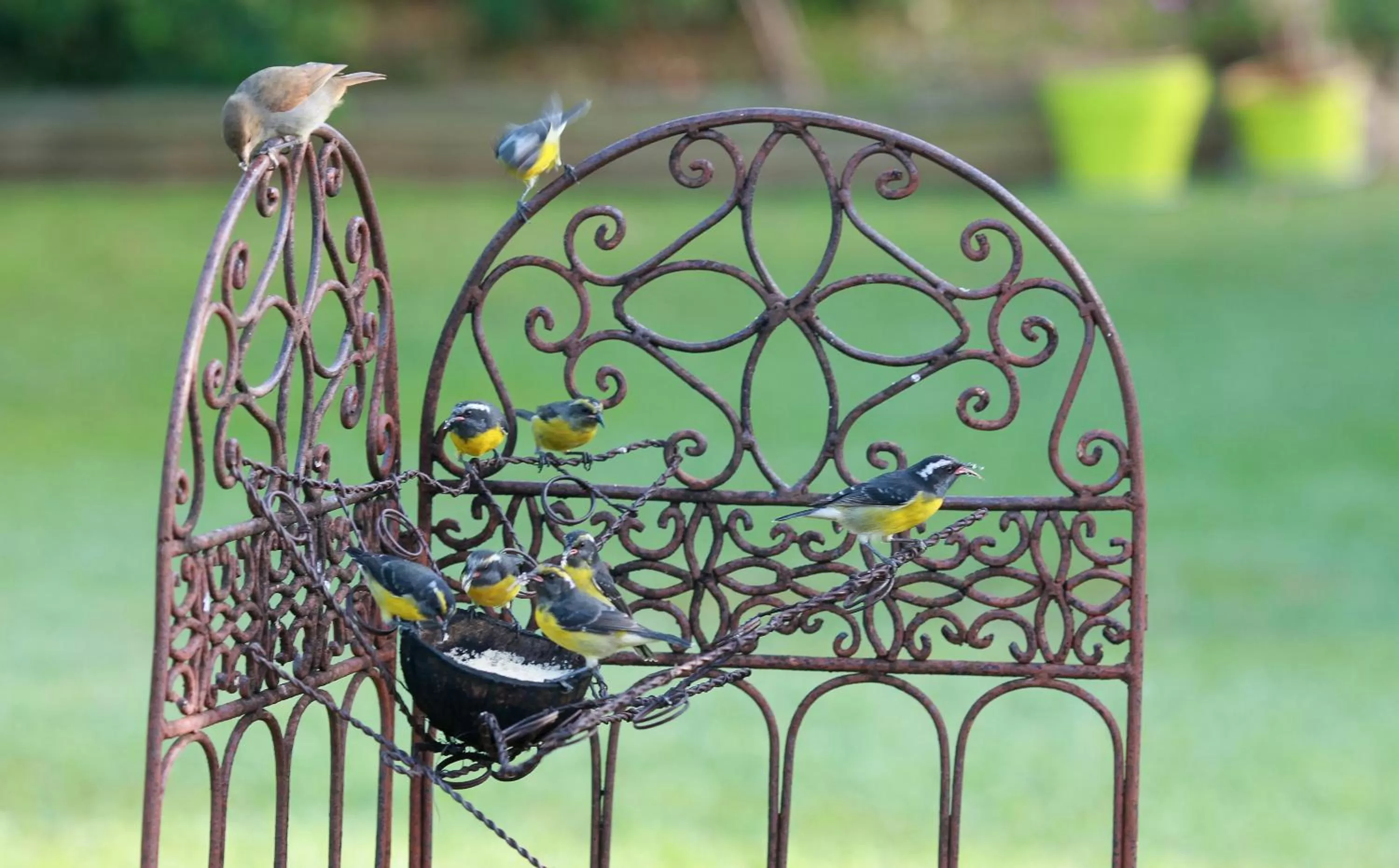 Garden in Hôtel Les Bananiers