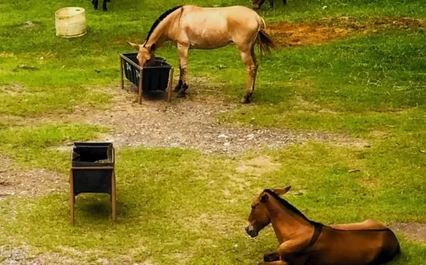 Animals in Pousada Jovimar