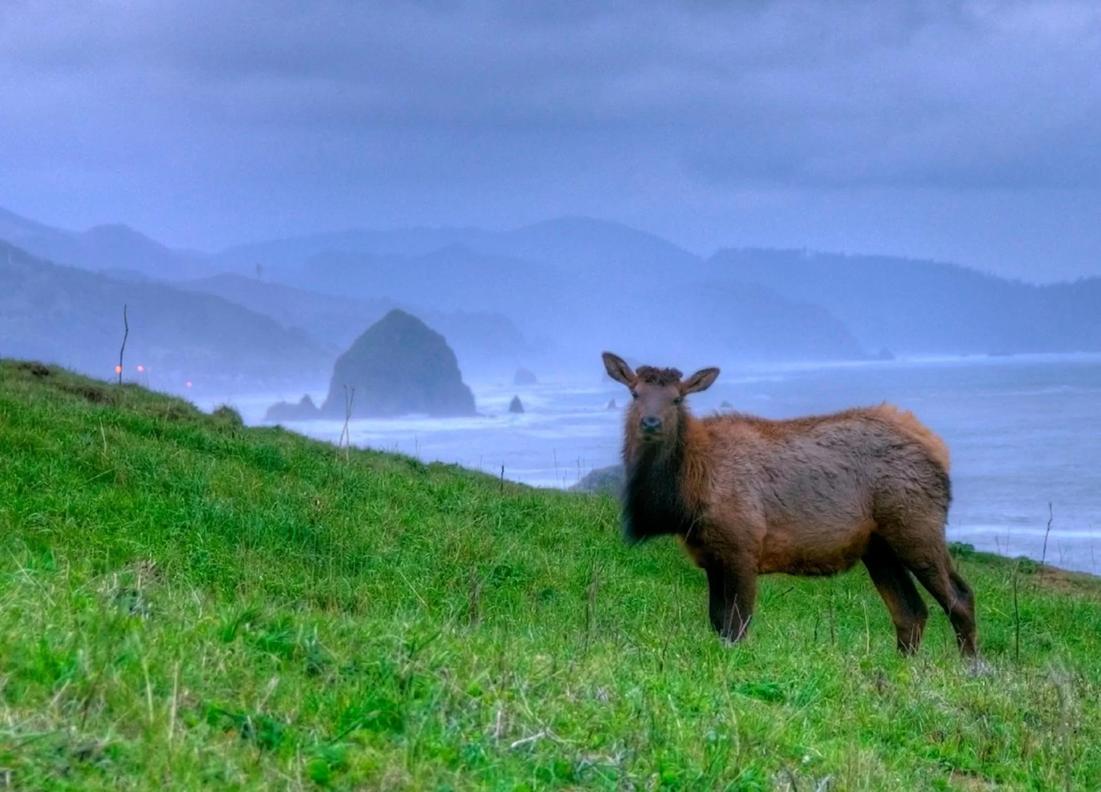 Area and facilities, Other Animals in Ecola Creek Lodge