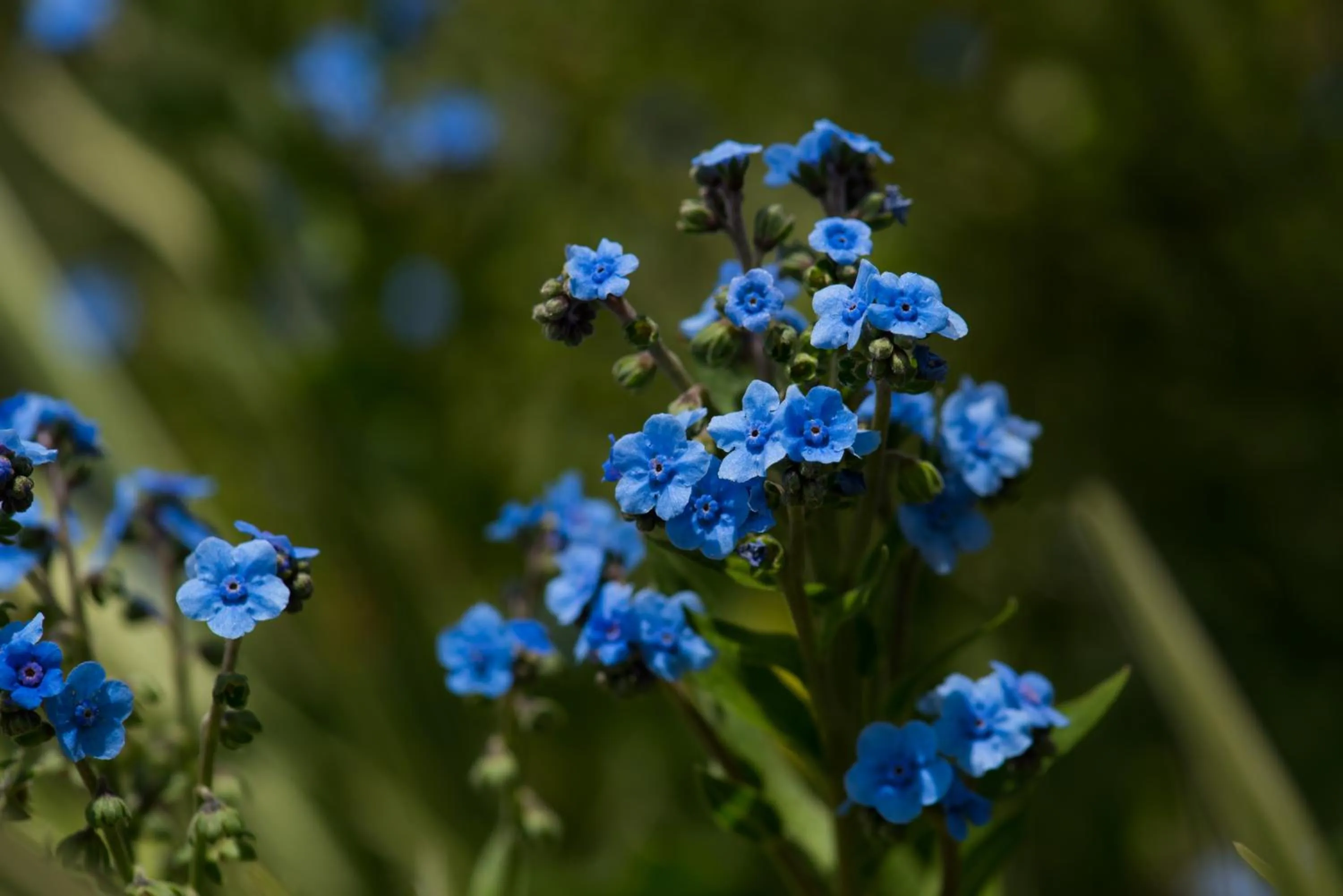 Garden in Hotel Bougainvillea San José