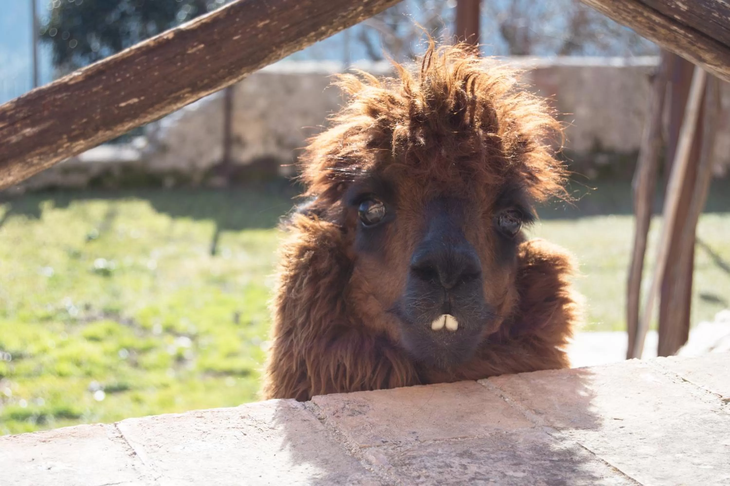 Animals in Montanari Agrivillage