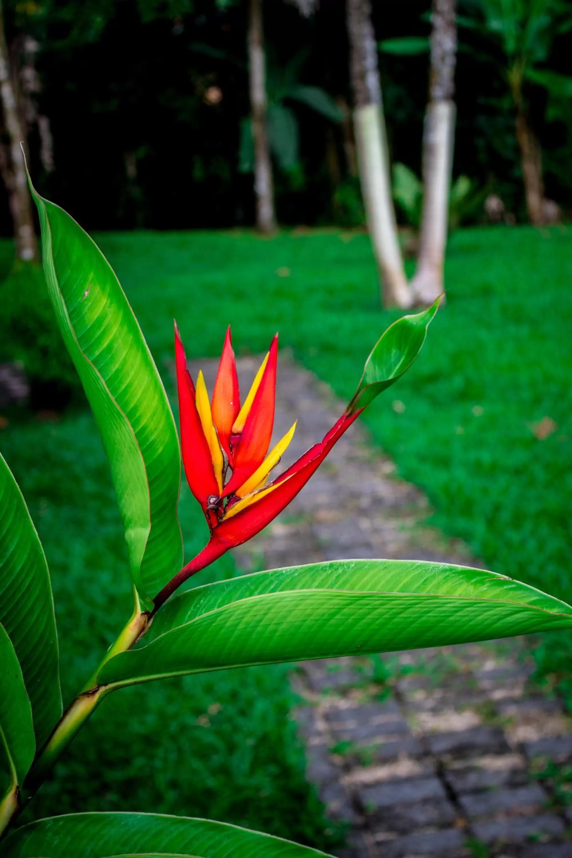 Garden in Confort Arenal