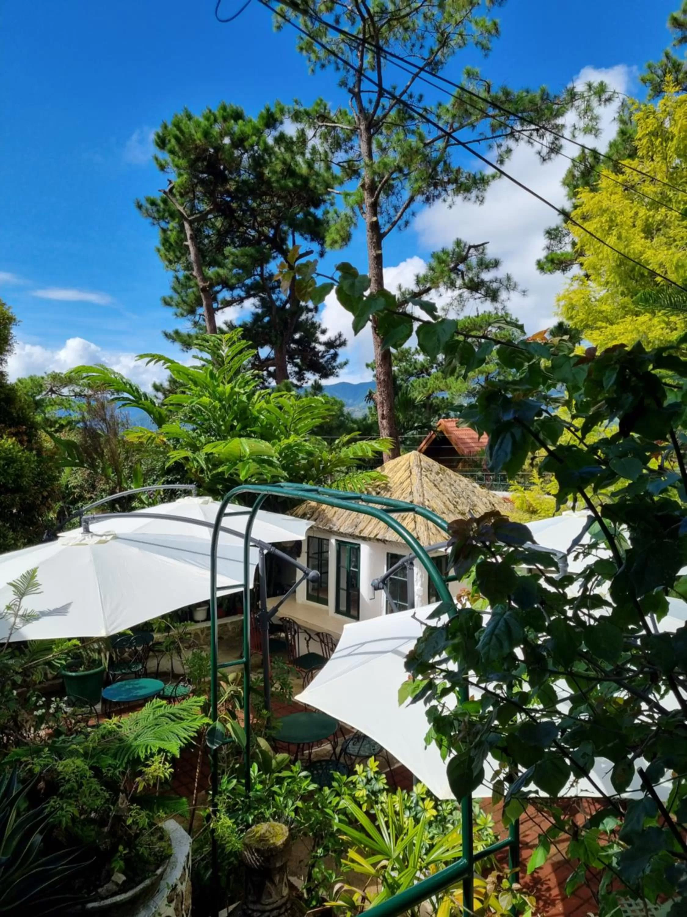Natural landscape, Swimming Pool in Guesthaven Baguio Bed and Breakfast