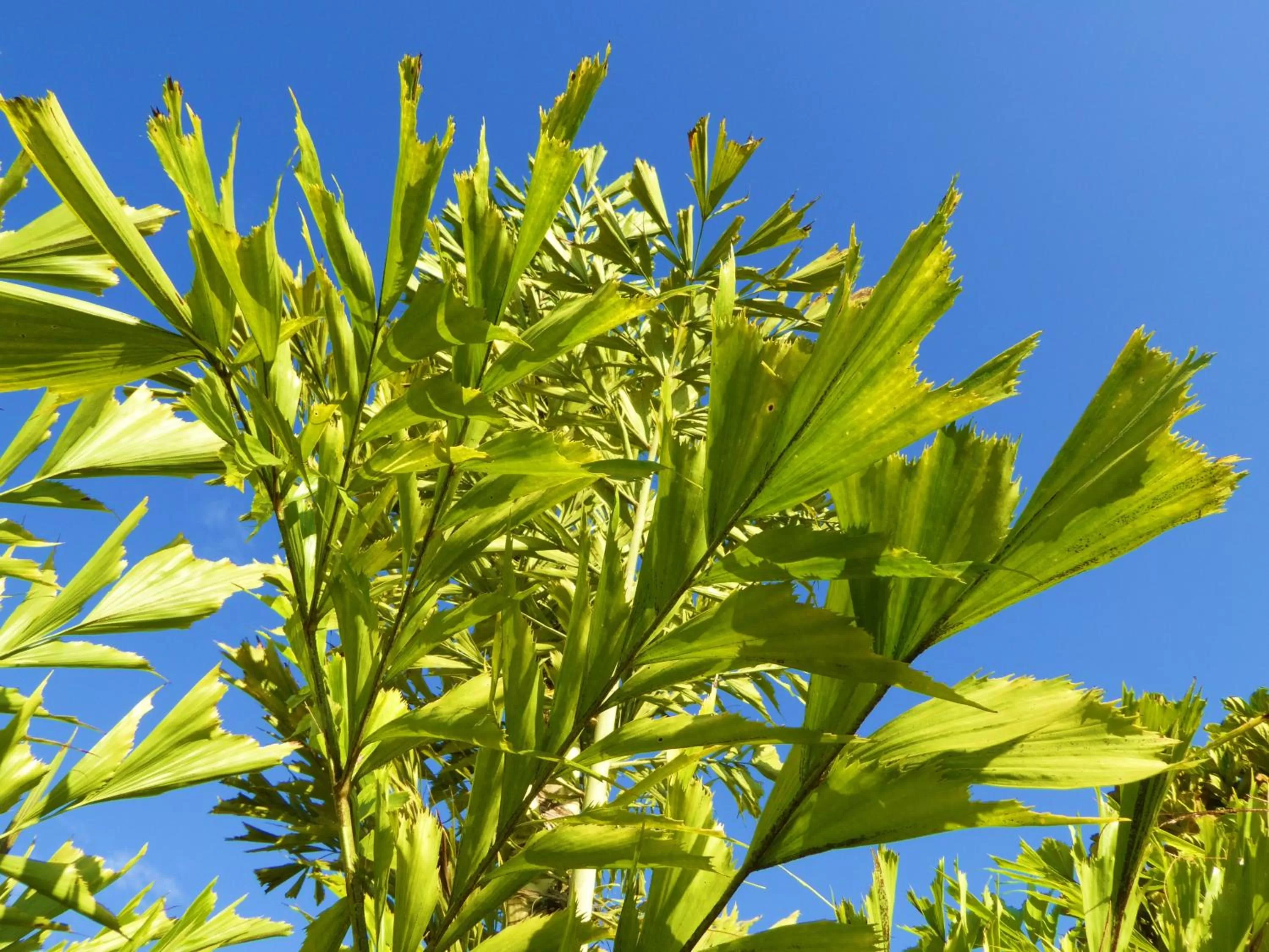 Garden in Finca El Cielo