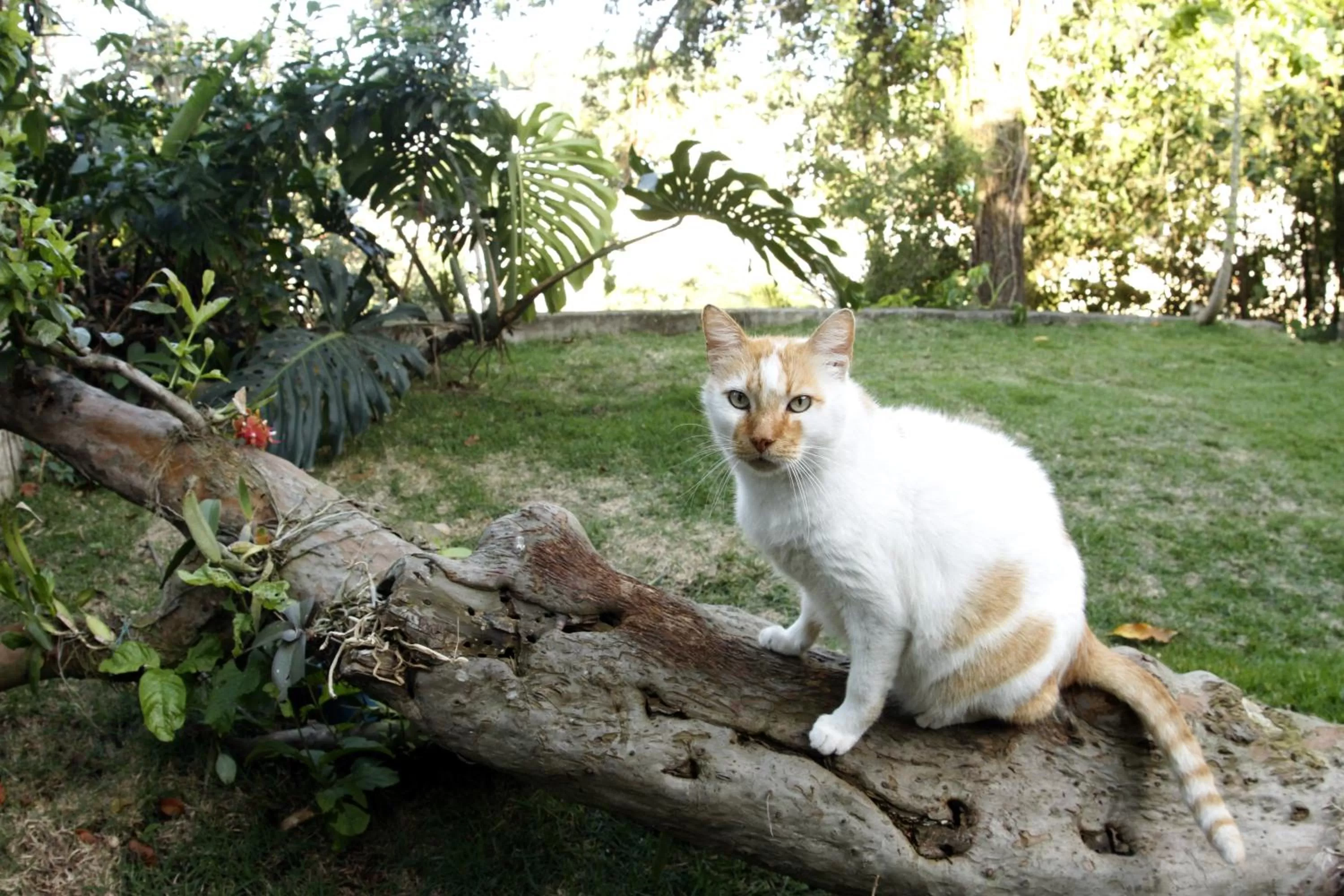 Pets in Casa em meio a natureza - Ideal para casal