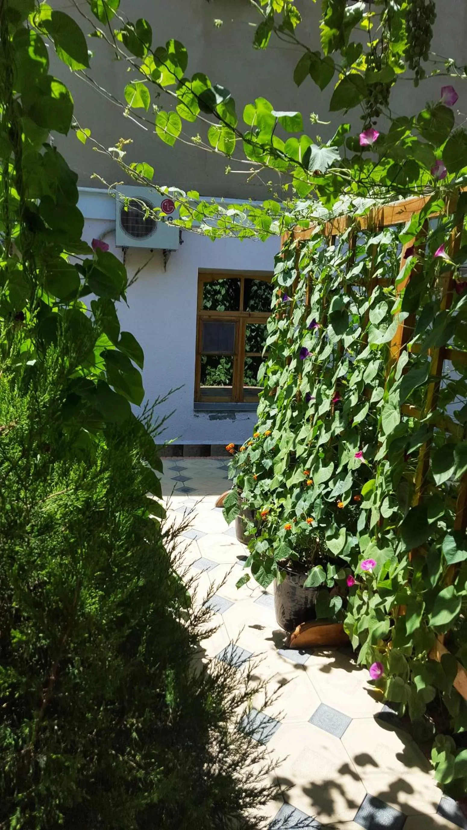 Garden in Jahongir Guest House