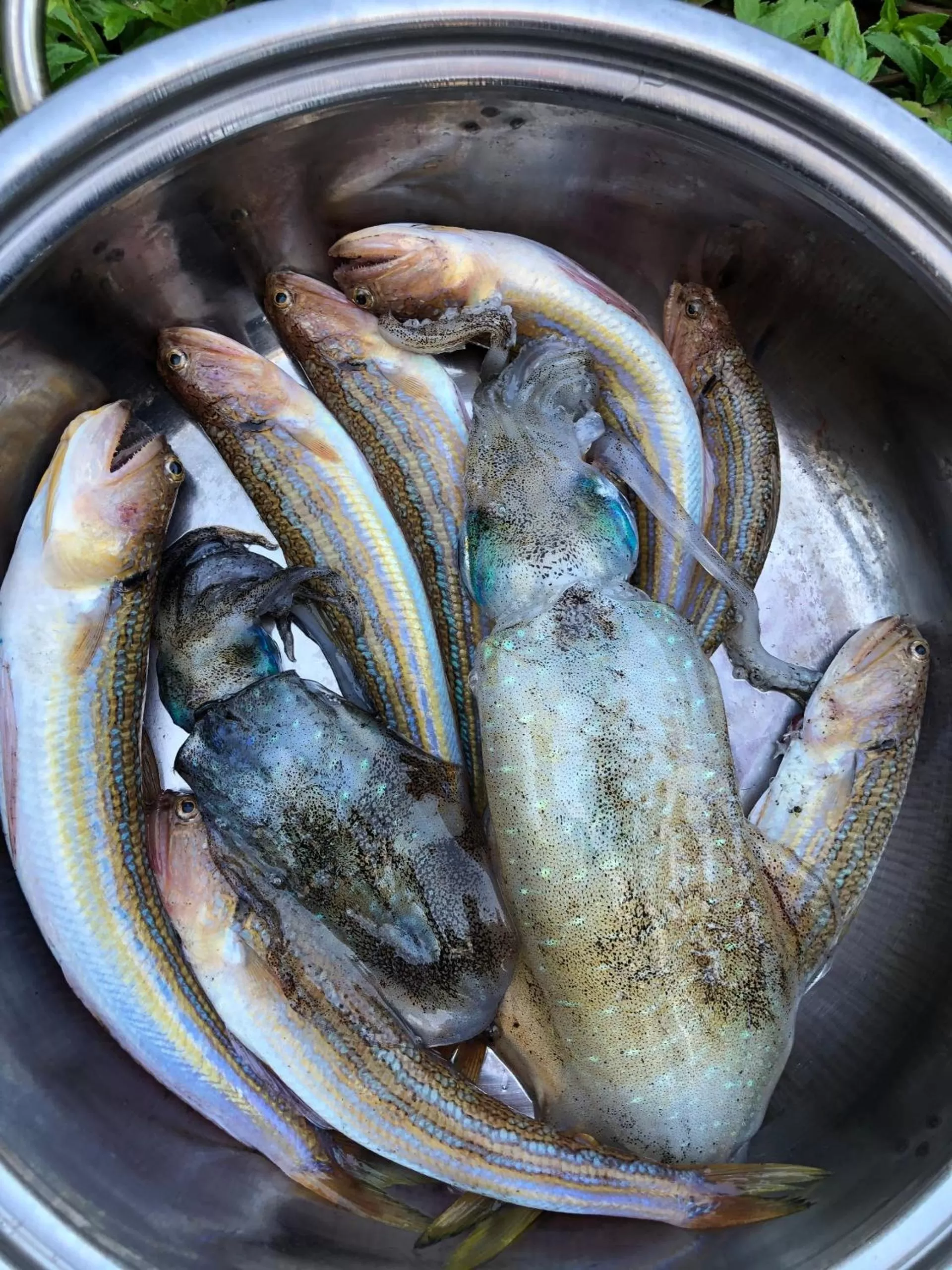 Fishing, Food in Hoa Loi resort, Song Cau-Phu Yen