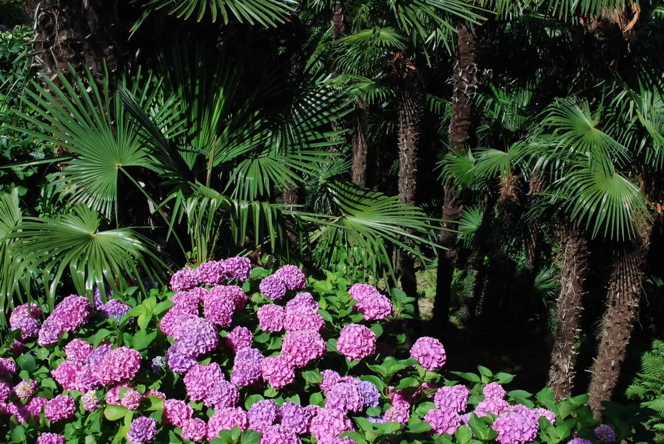 Spring in Continental Parkhotel