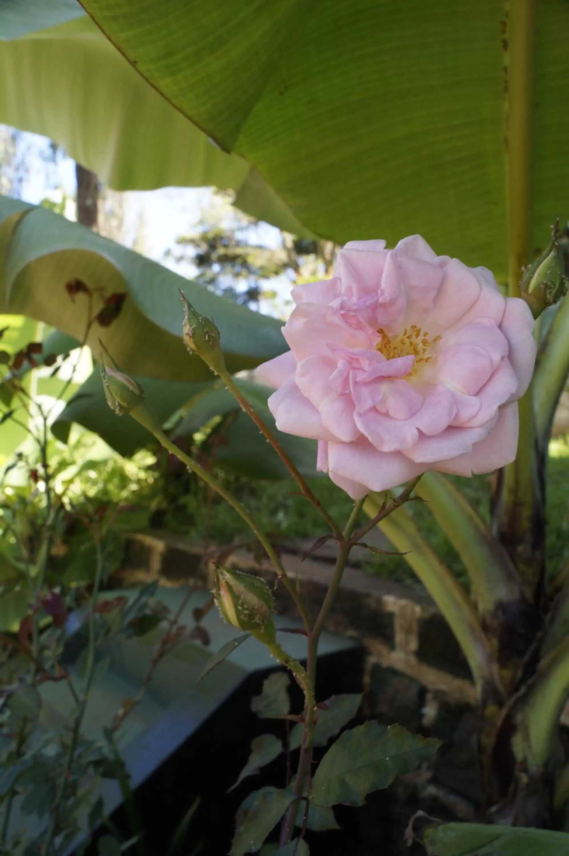 Garden in Utamaduni House B&B