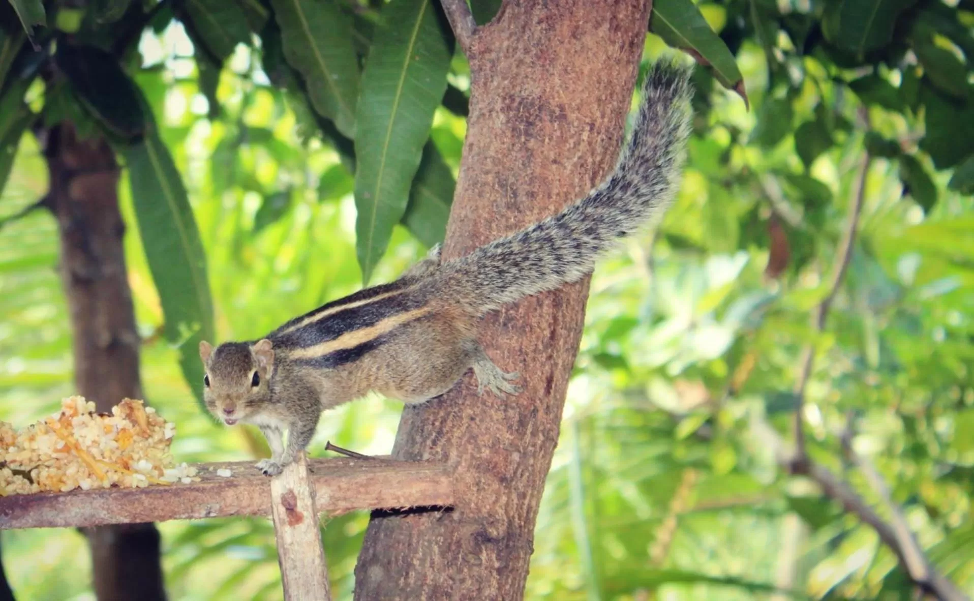 Other Animals in Green Cottage