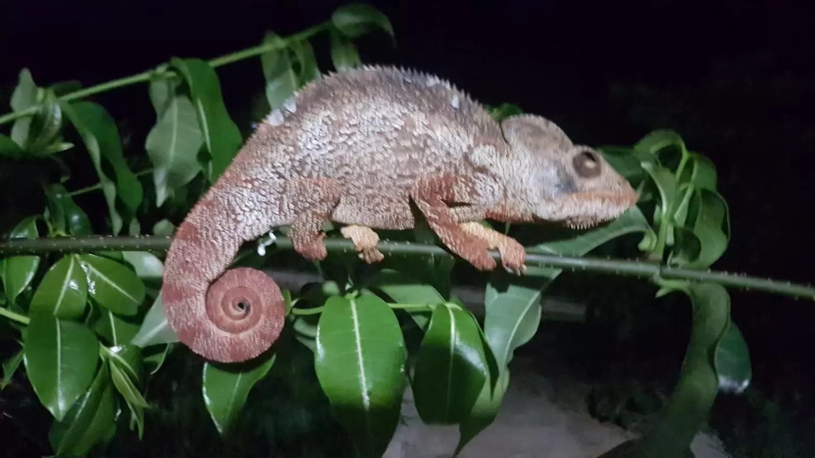 Other Animals in SANJEELA-PLAGE COCO