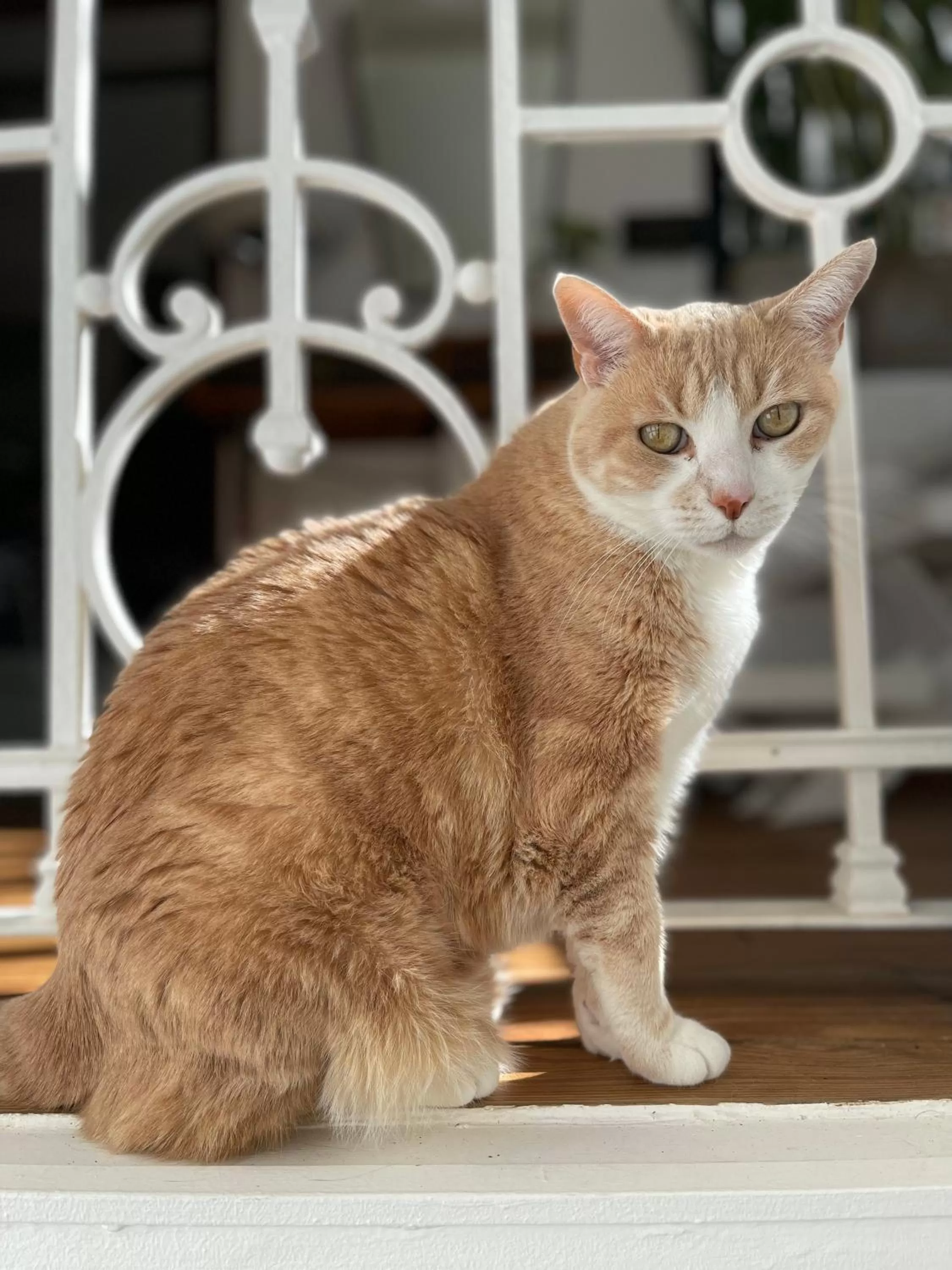 Pets in Le Petit Palais