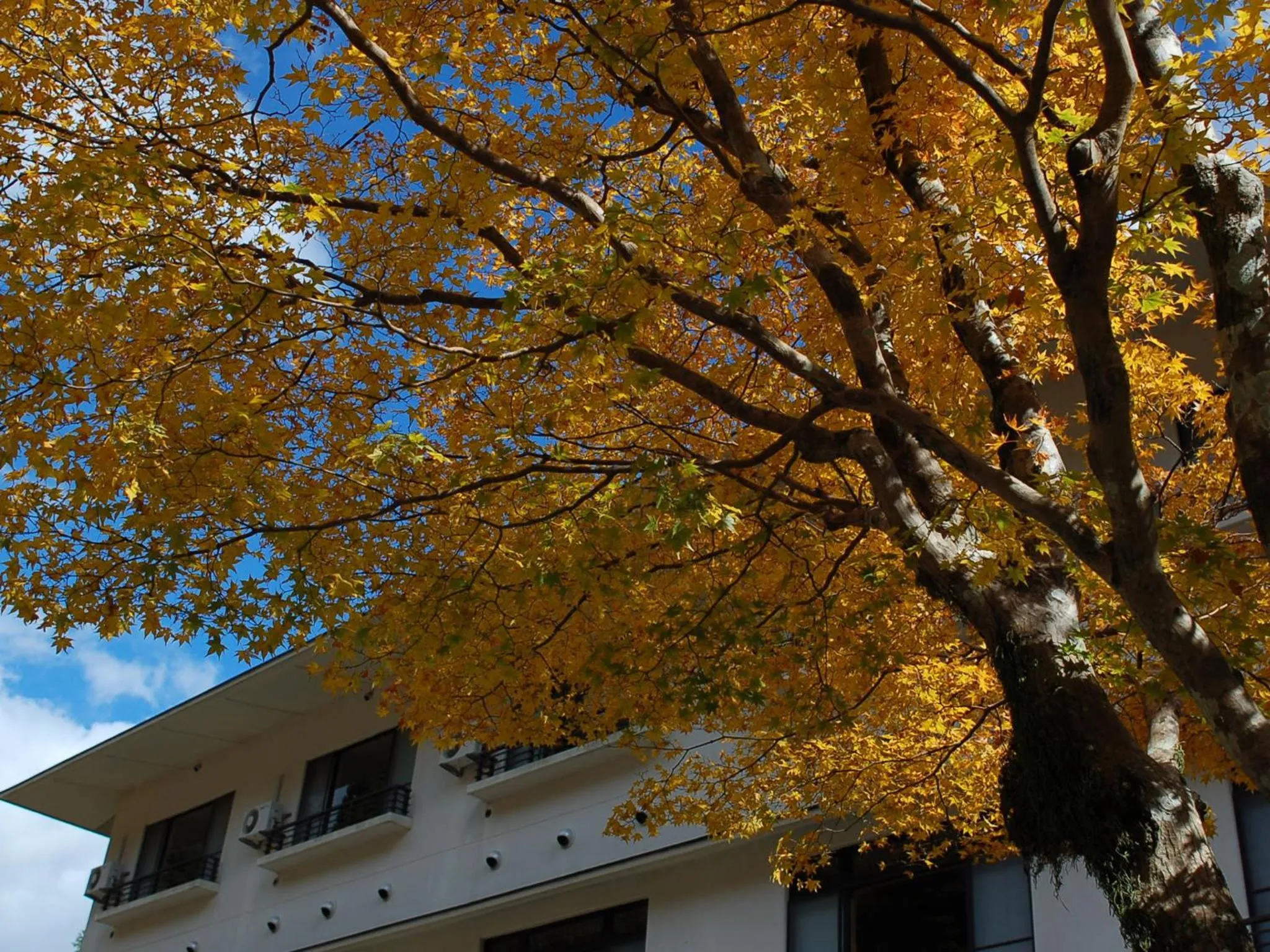 Autumn in Kinokuniya Ryokan