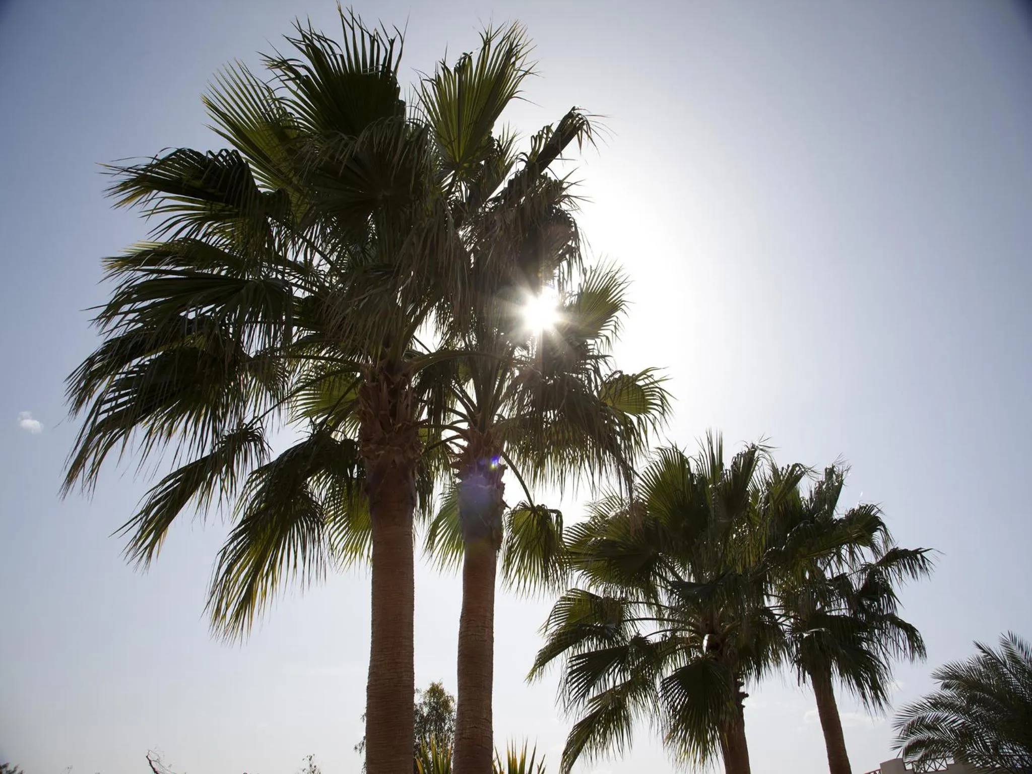 Garden in Hurghada Coral Beach Hotel