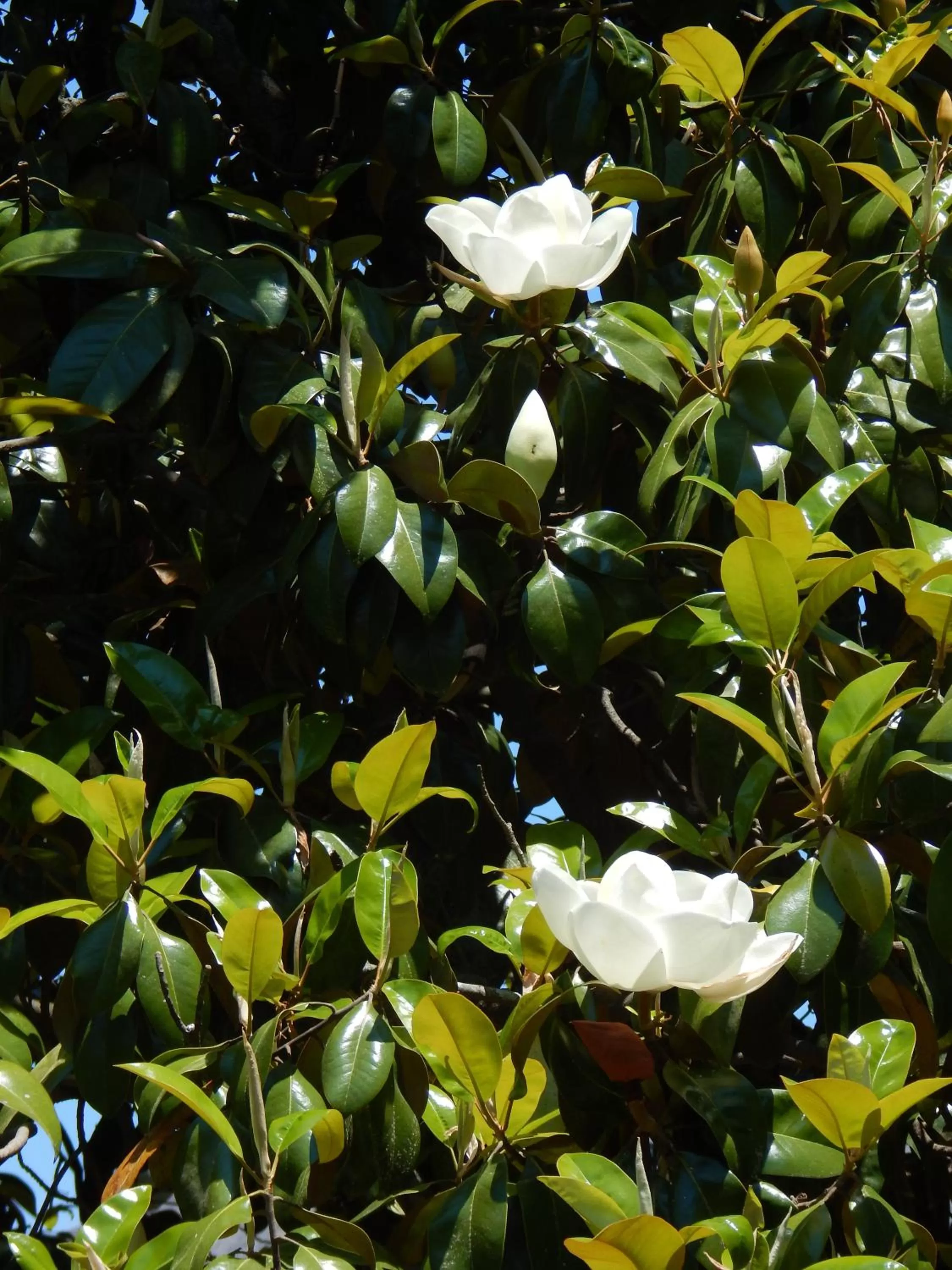 Garden view in Fruits of Vienna B&B