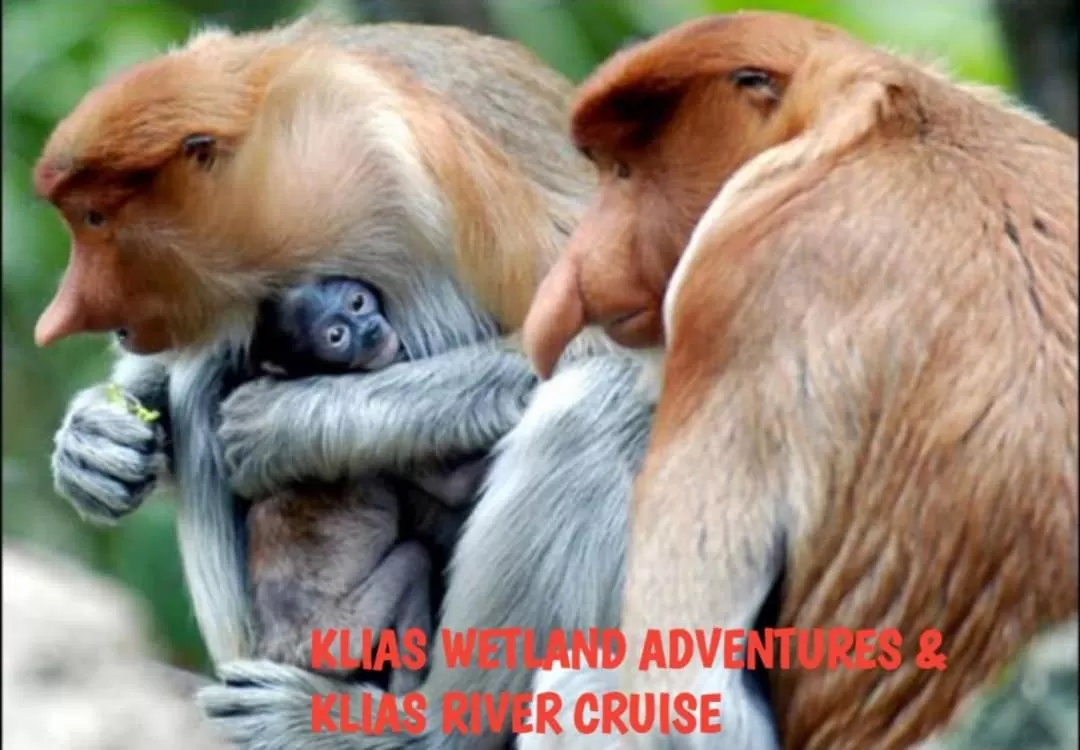 Other Animals in 75 Suite