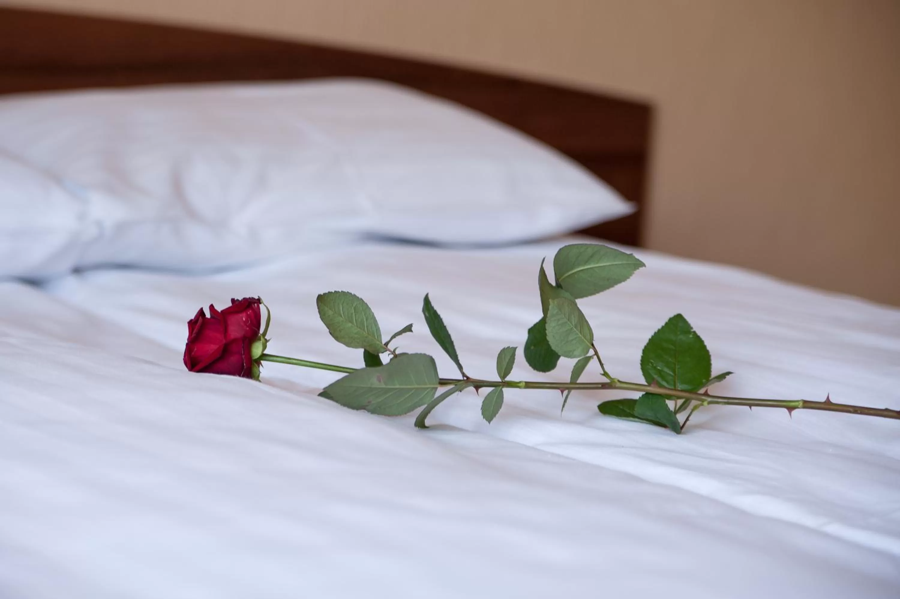 Other, Bed in Hotel Hetmański