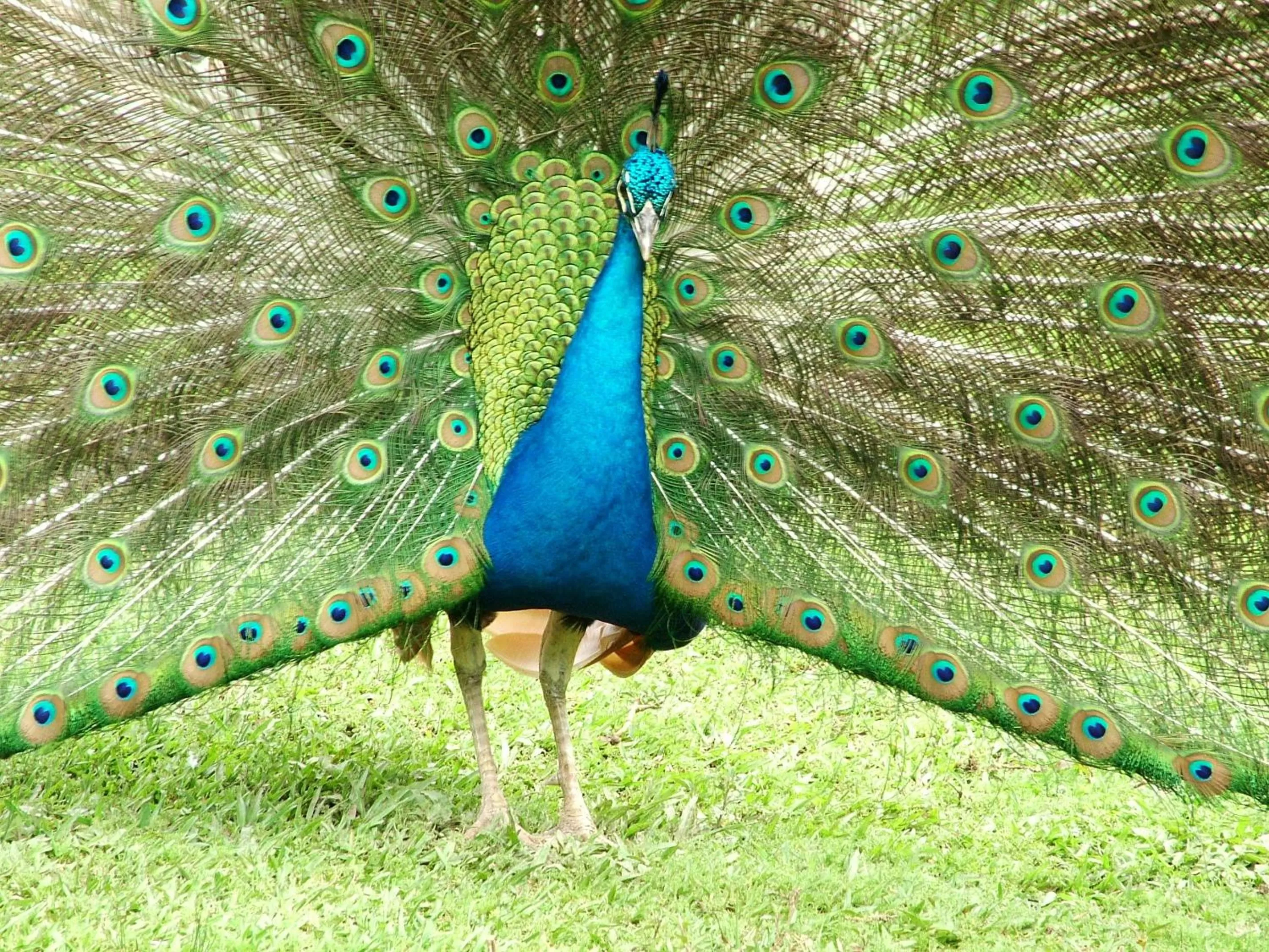 Animals, Other Animals in Hotel Villa Michelon