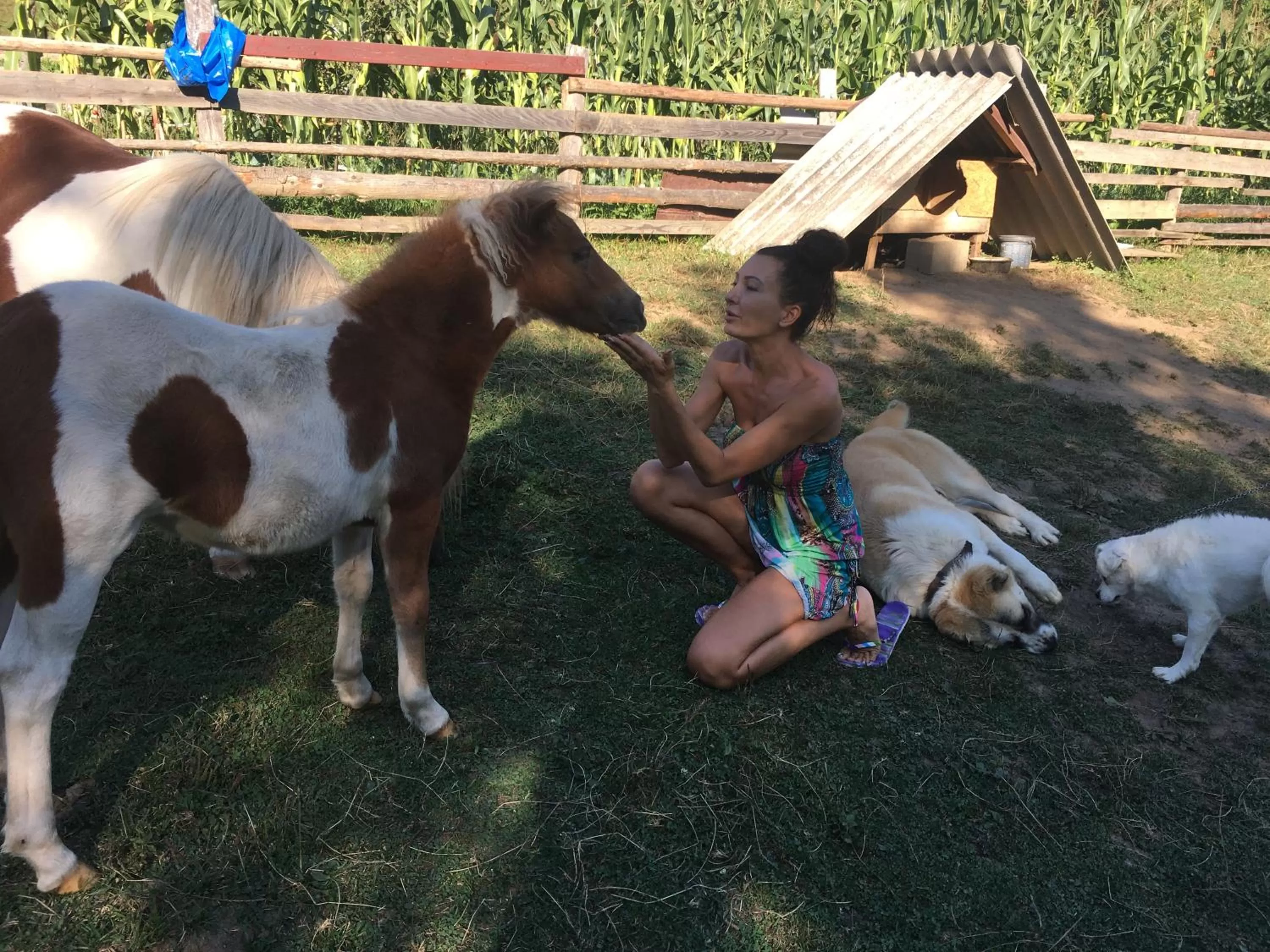 Day in Pensiunea SilvAnka