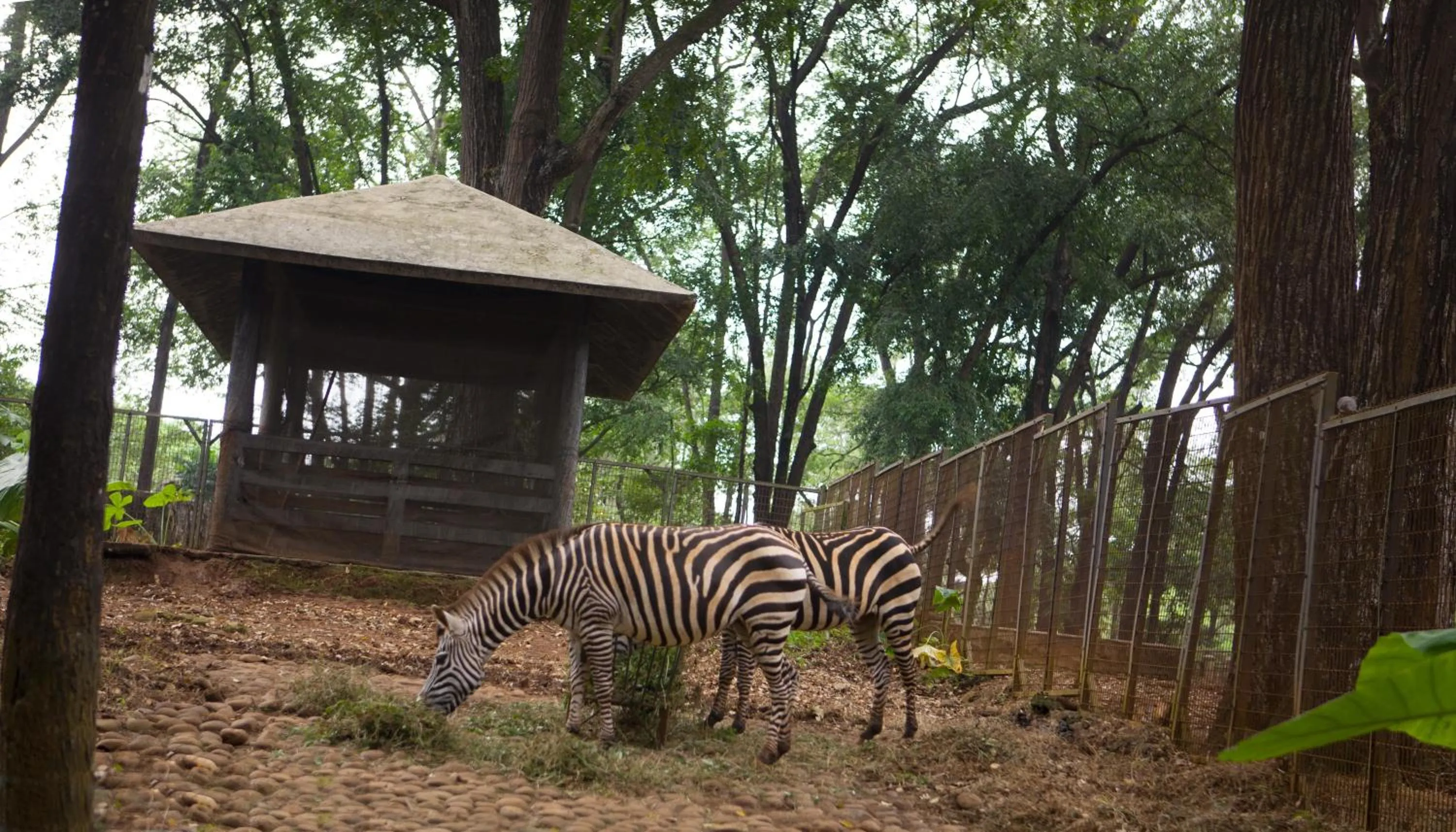 Garden in Amaris Hotel Mampang - Jakarta