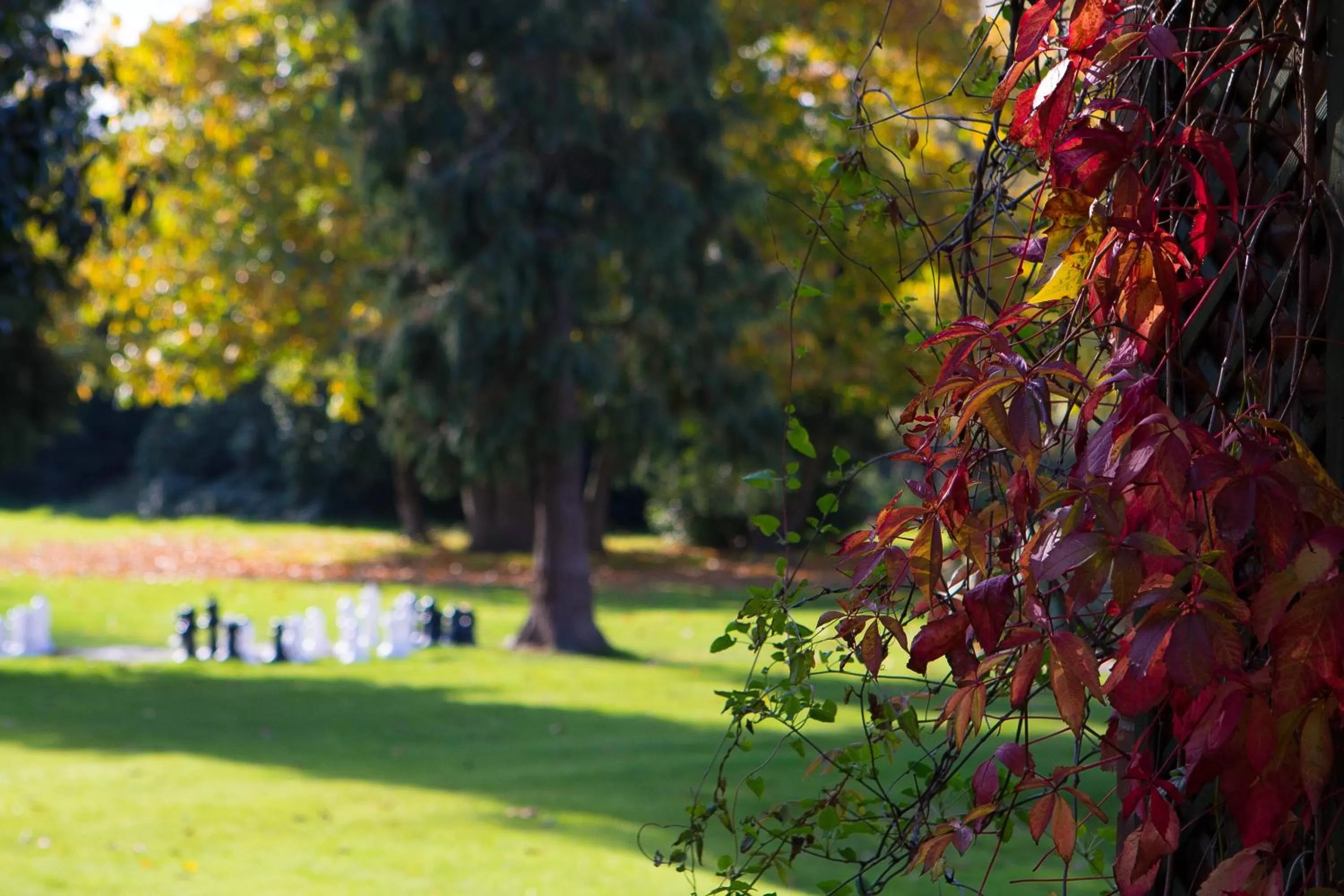 Garden in The Pinewood Hotel