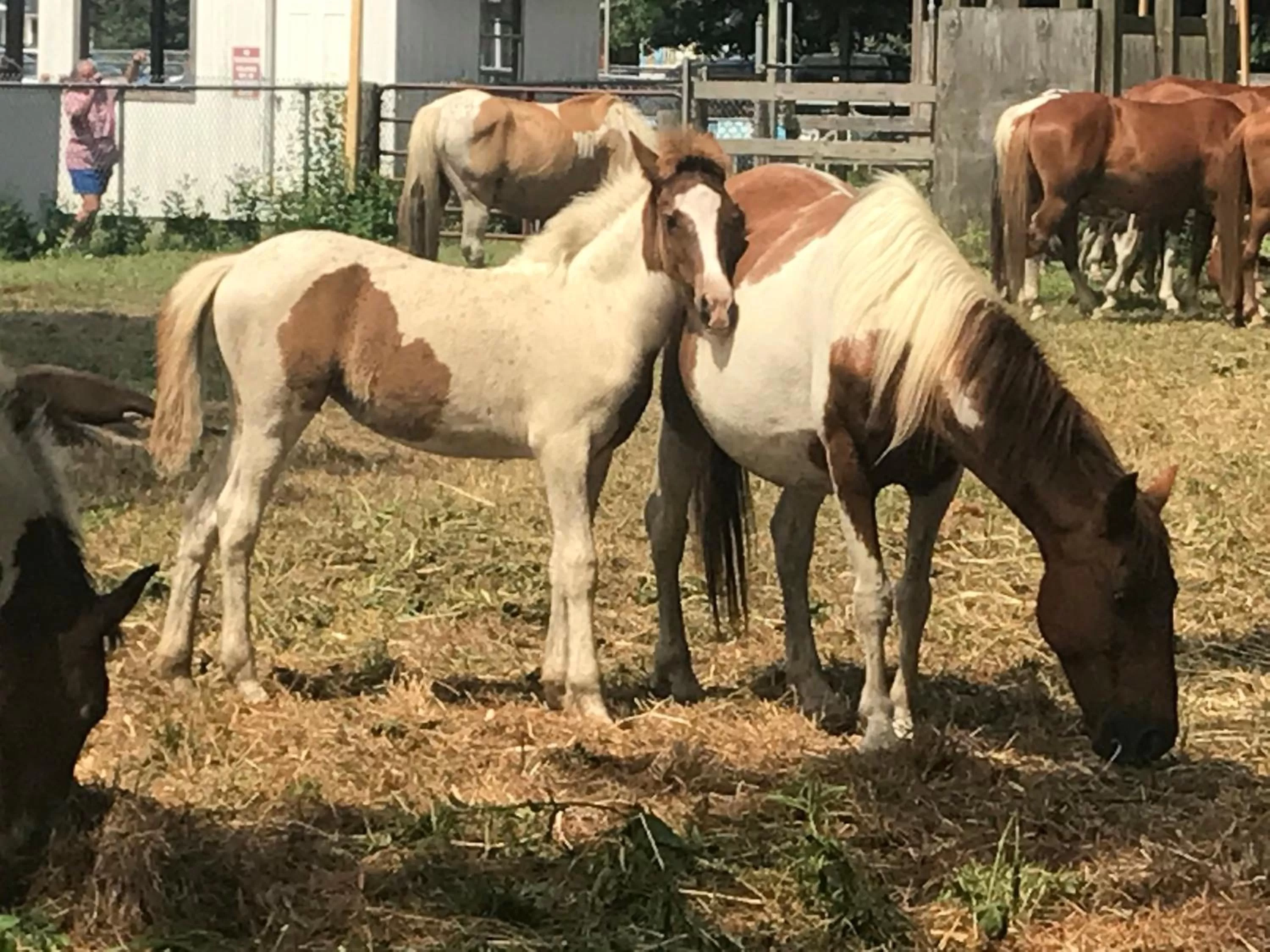 Animals in Chincoteague Inn