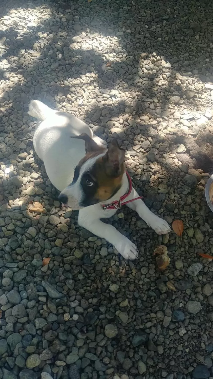 Animals in Moalboal T Breeze Coastal Resort