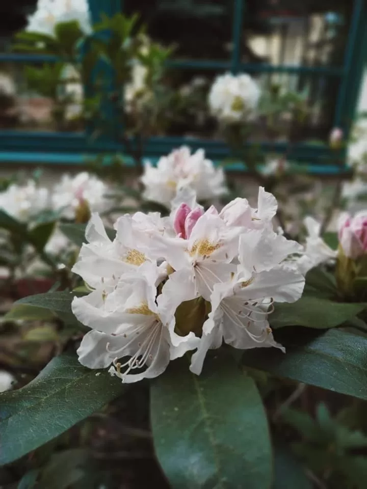 Garden in Motel Vega