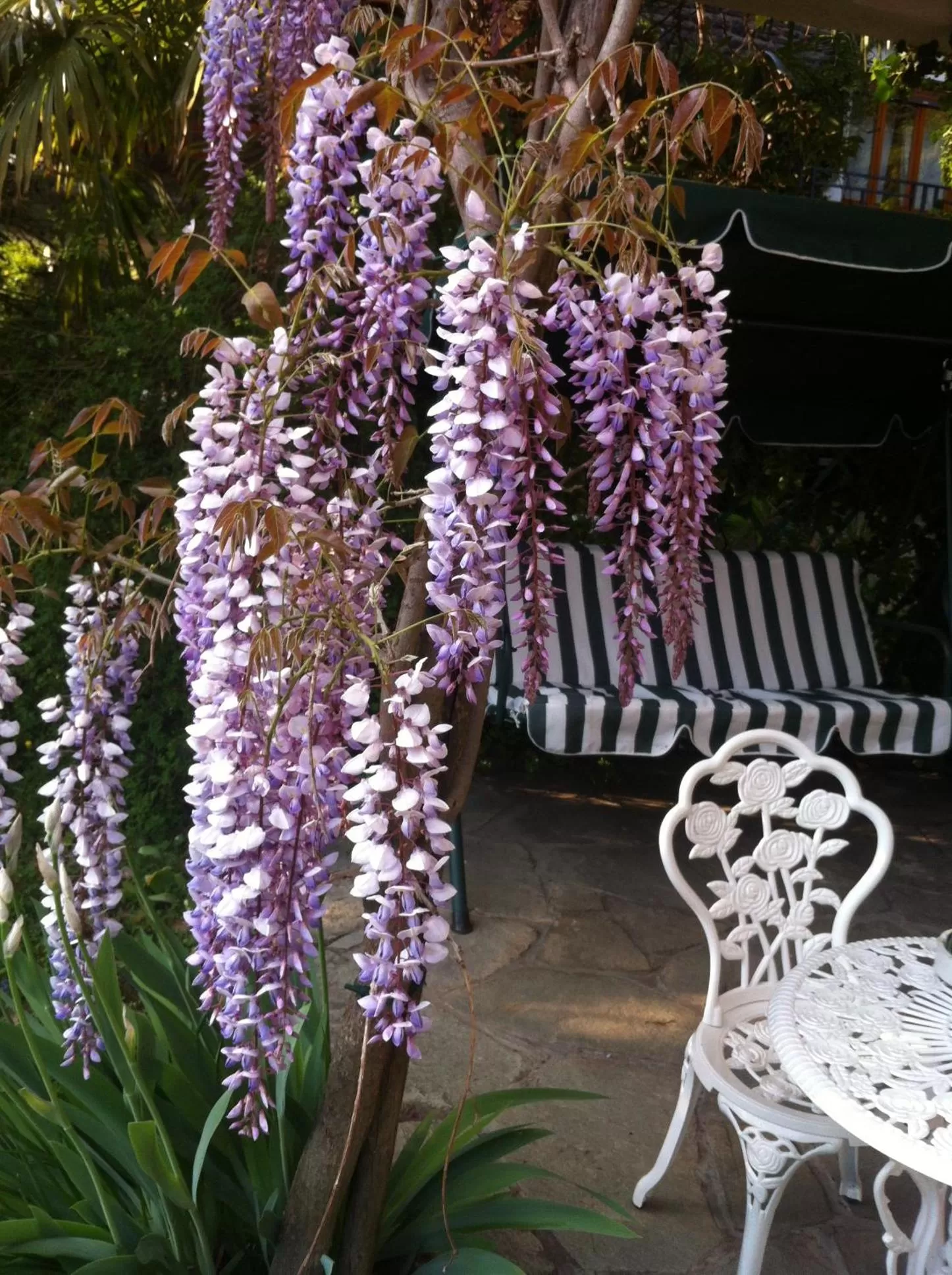 Patio in B&B Le Ortensie -Lago di Como