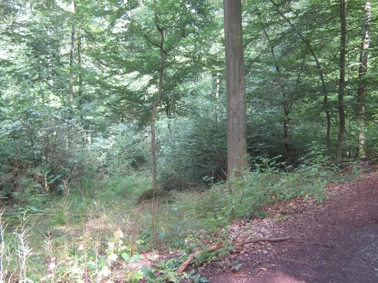 Natural landscape in Waldecker Taverne