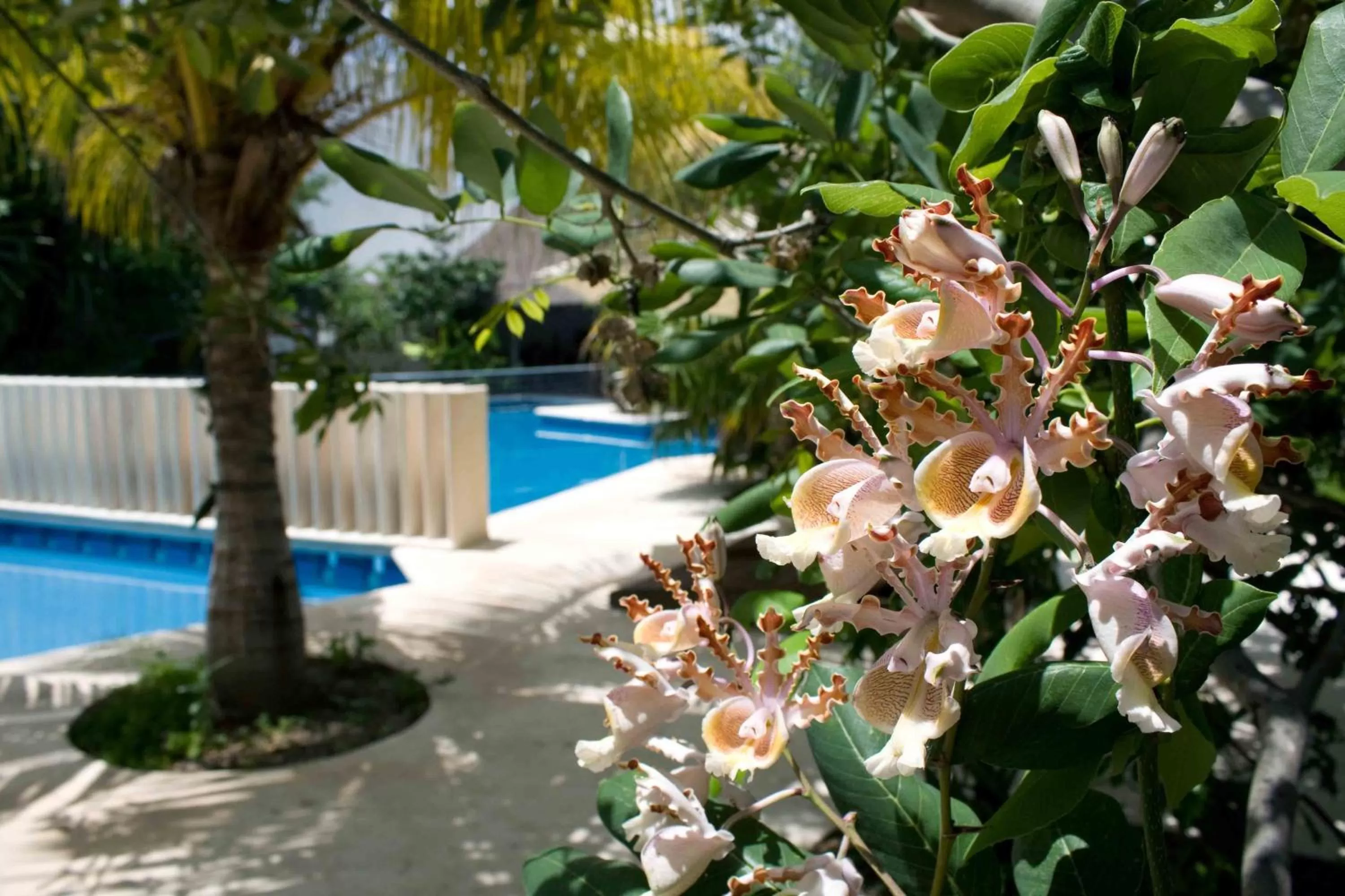 Garden in Sotavento Hotel & Yacht Club
