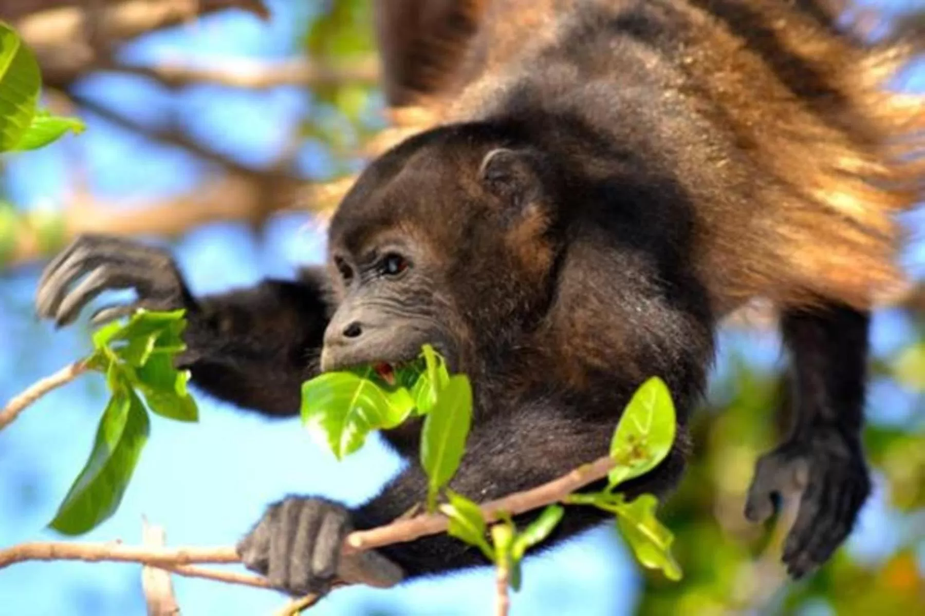 Other, Other Animals in The Beach Bungalows - Yoga and Surf Hotel - Adults Only