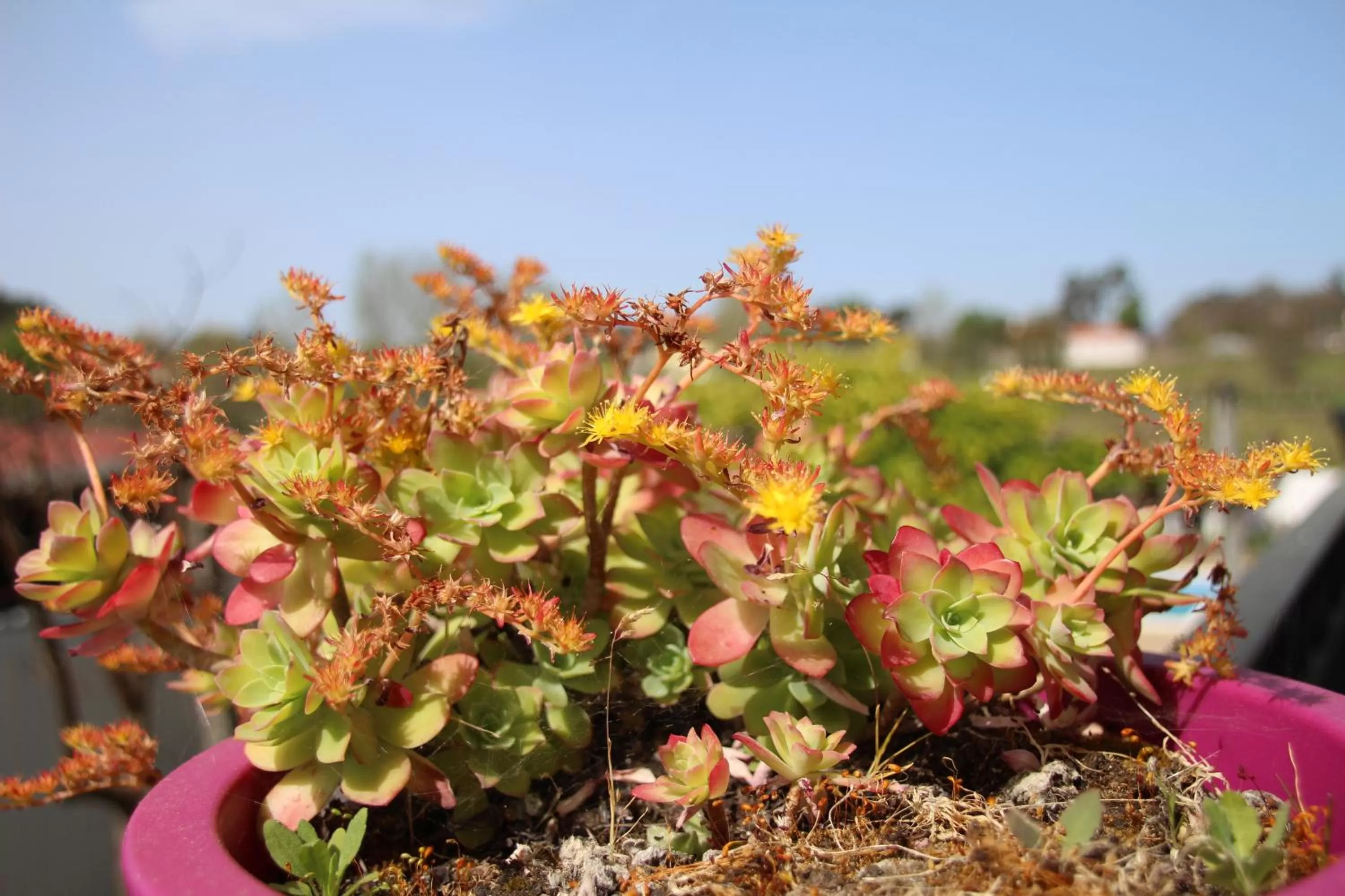 Garden in B&B Villa Branca Barreiros AL98139