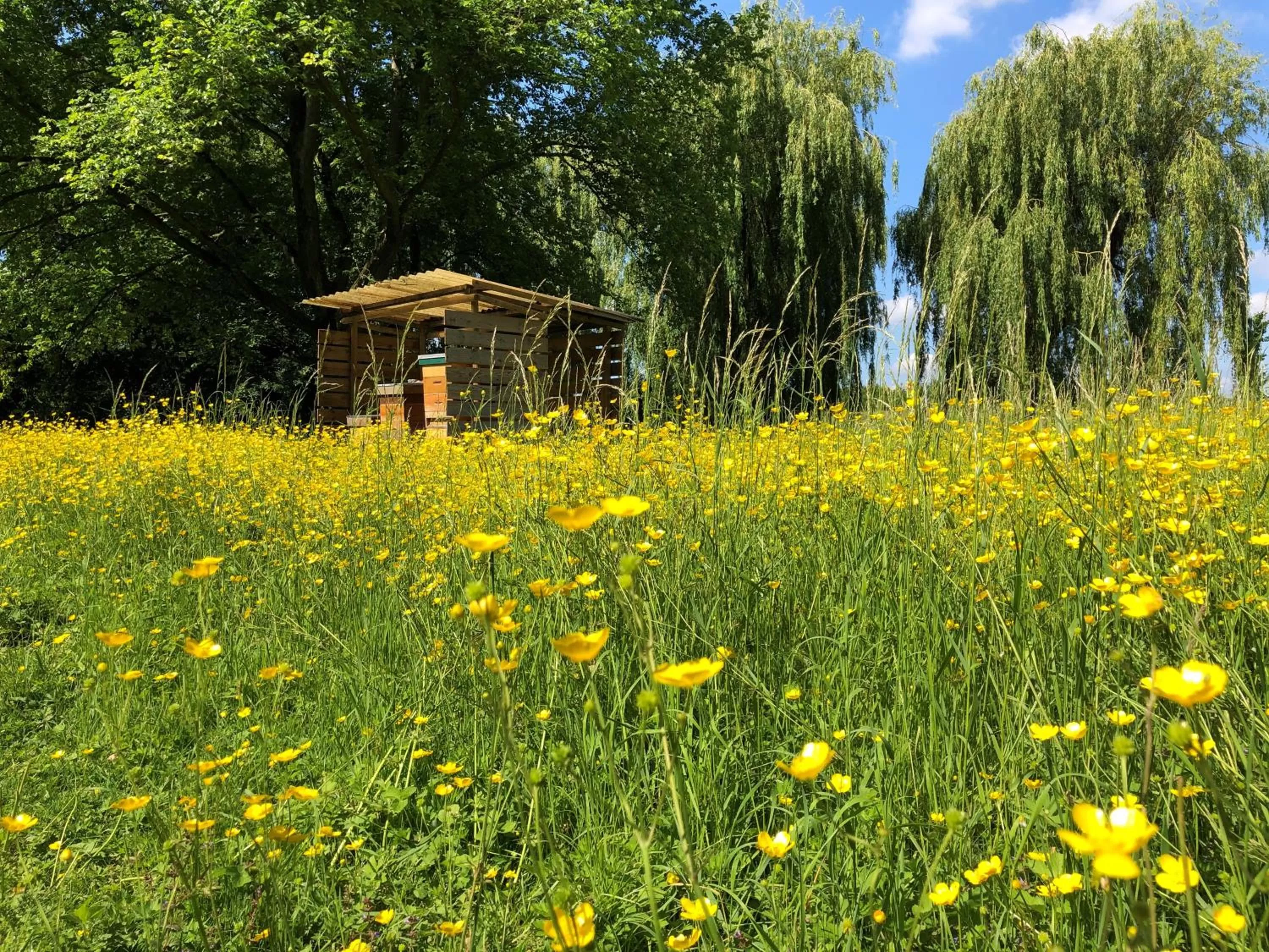Natural landscape in Novotel Rotterdam - Schiedam