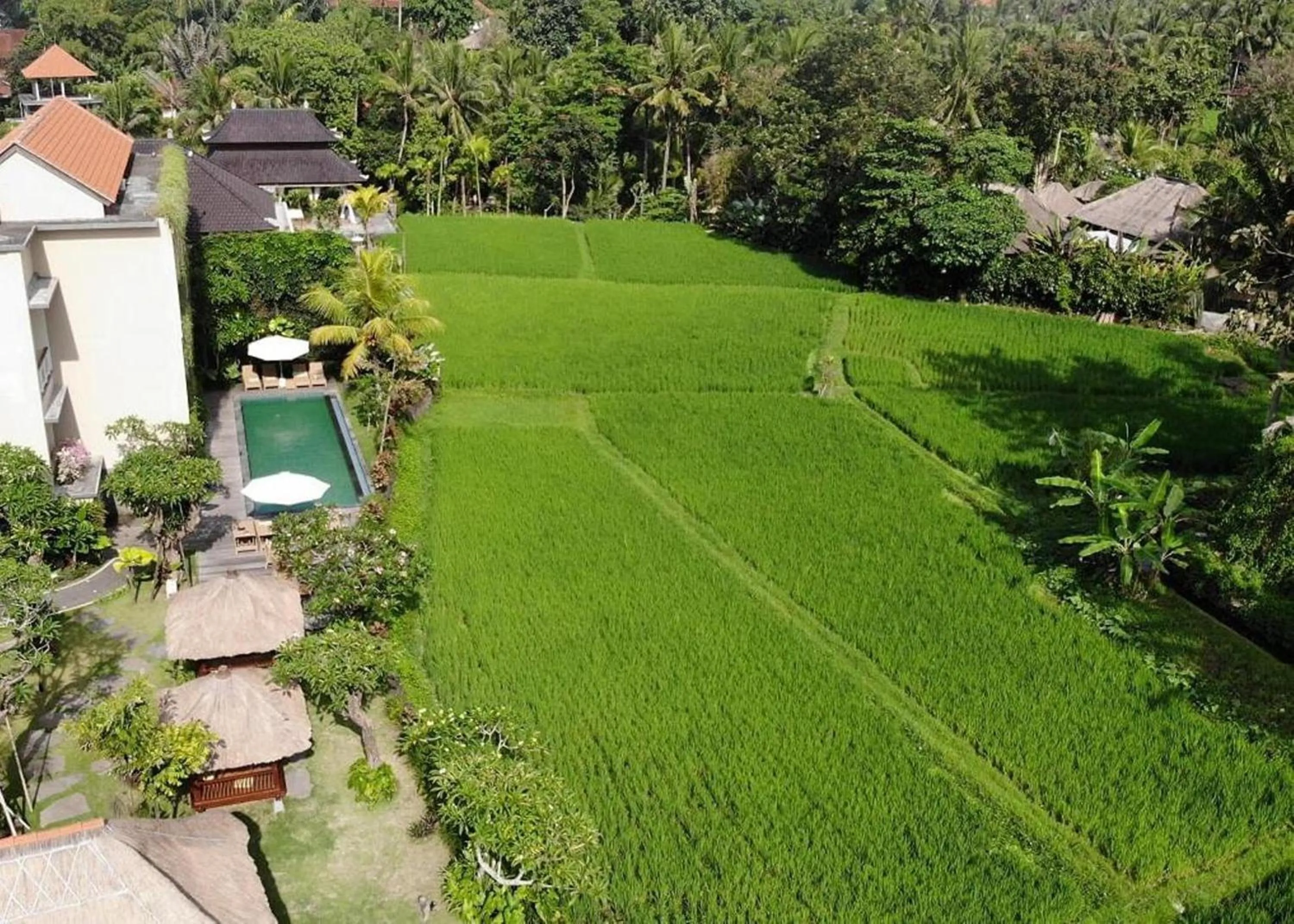 Swimming pool in Byasa Ubud